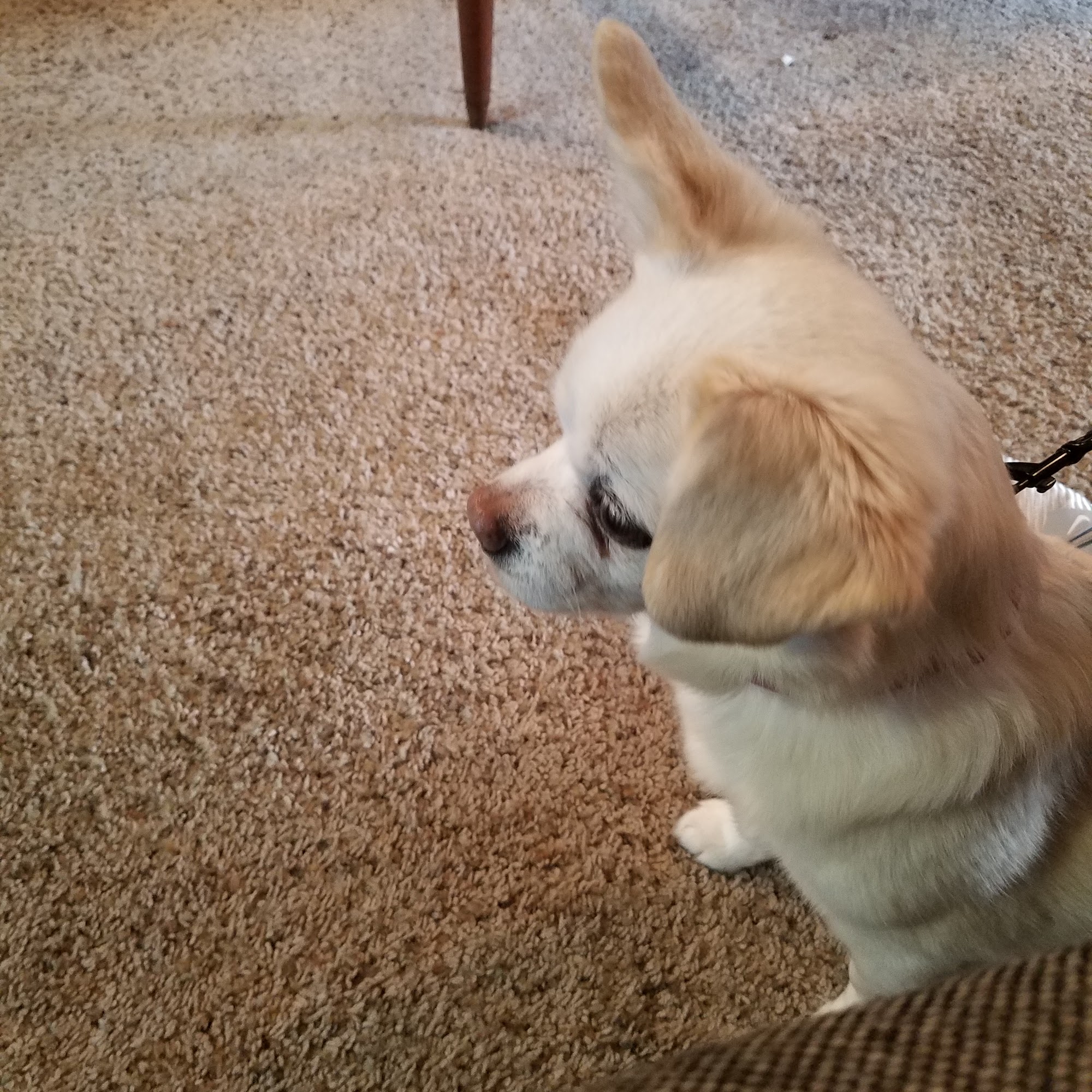 Dr. Dan Schramm DVM Marietta