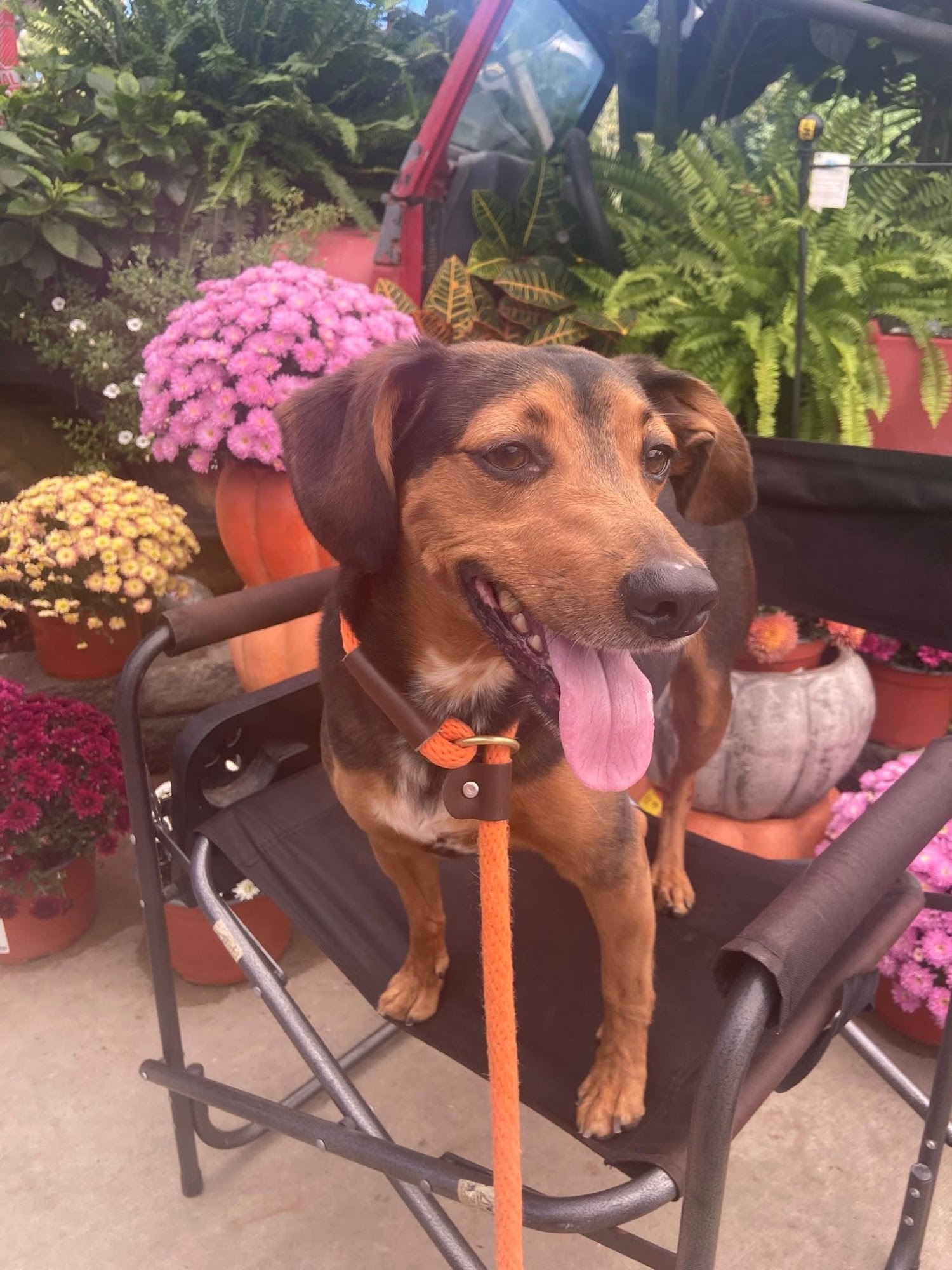 Humane Society of the Ohio Valley Marietta