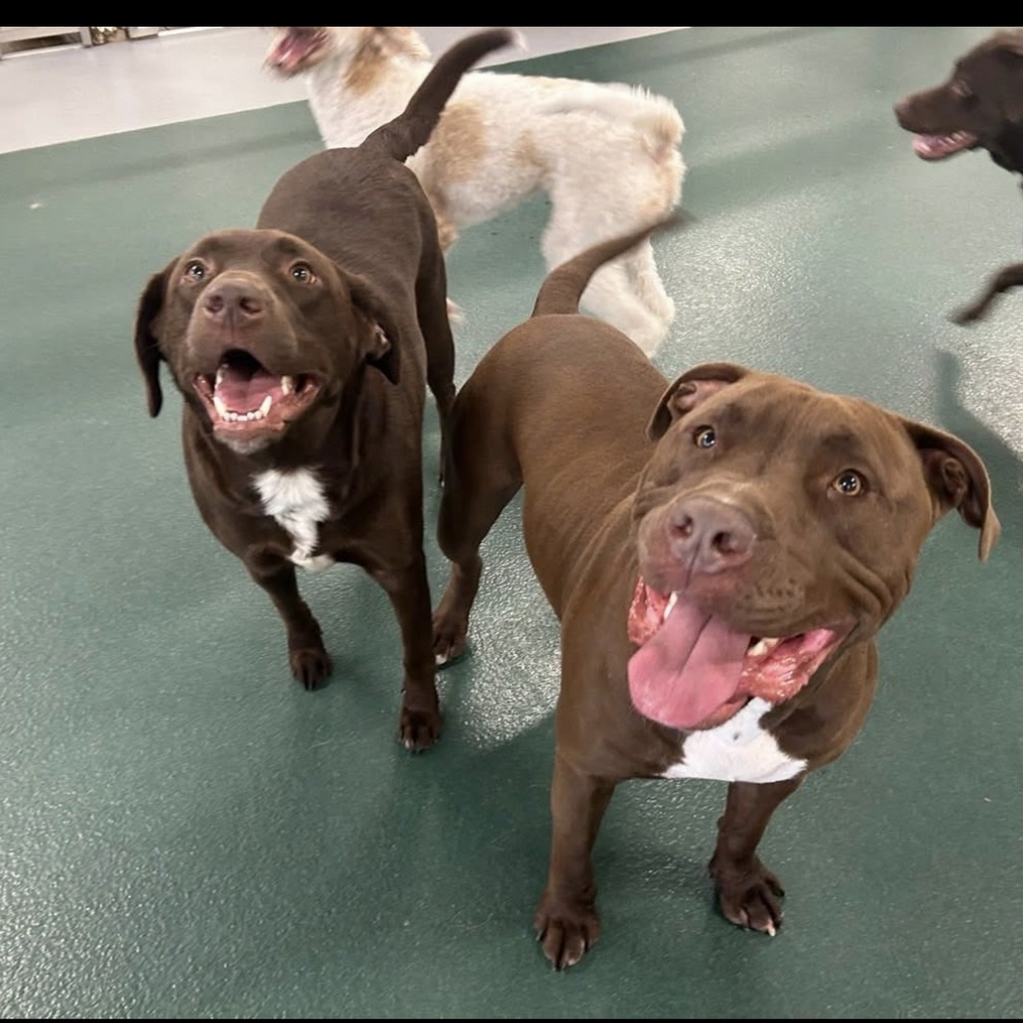 Yancey Clinic-Veterinary Med Marion