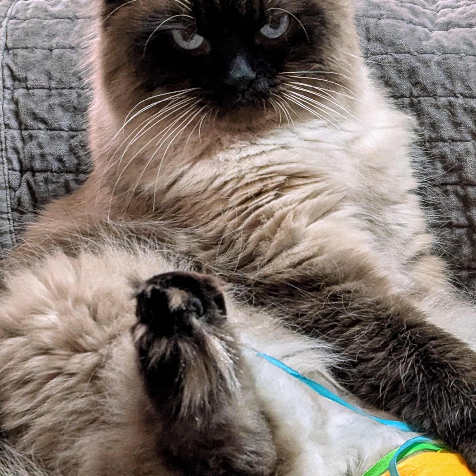 Lust Robb L DVM Marion