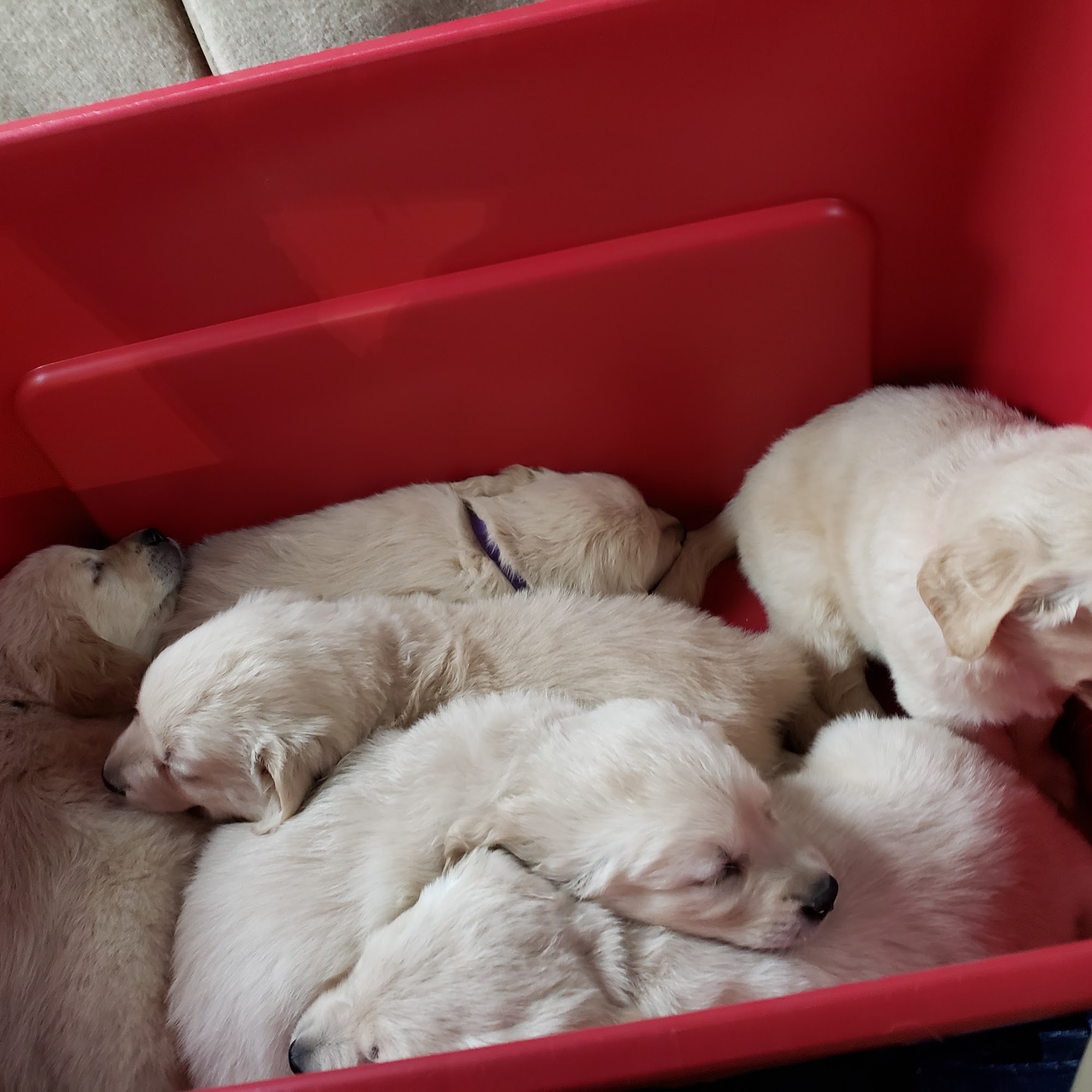 Pets On the Go Marysville