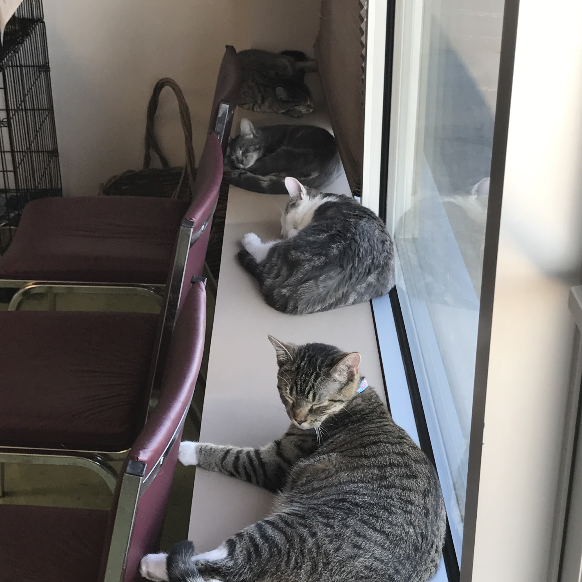 Himler Veterinary Services LLC Marysville