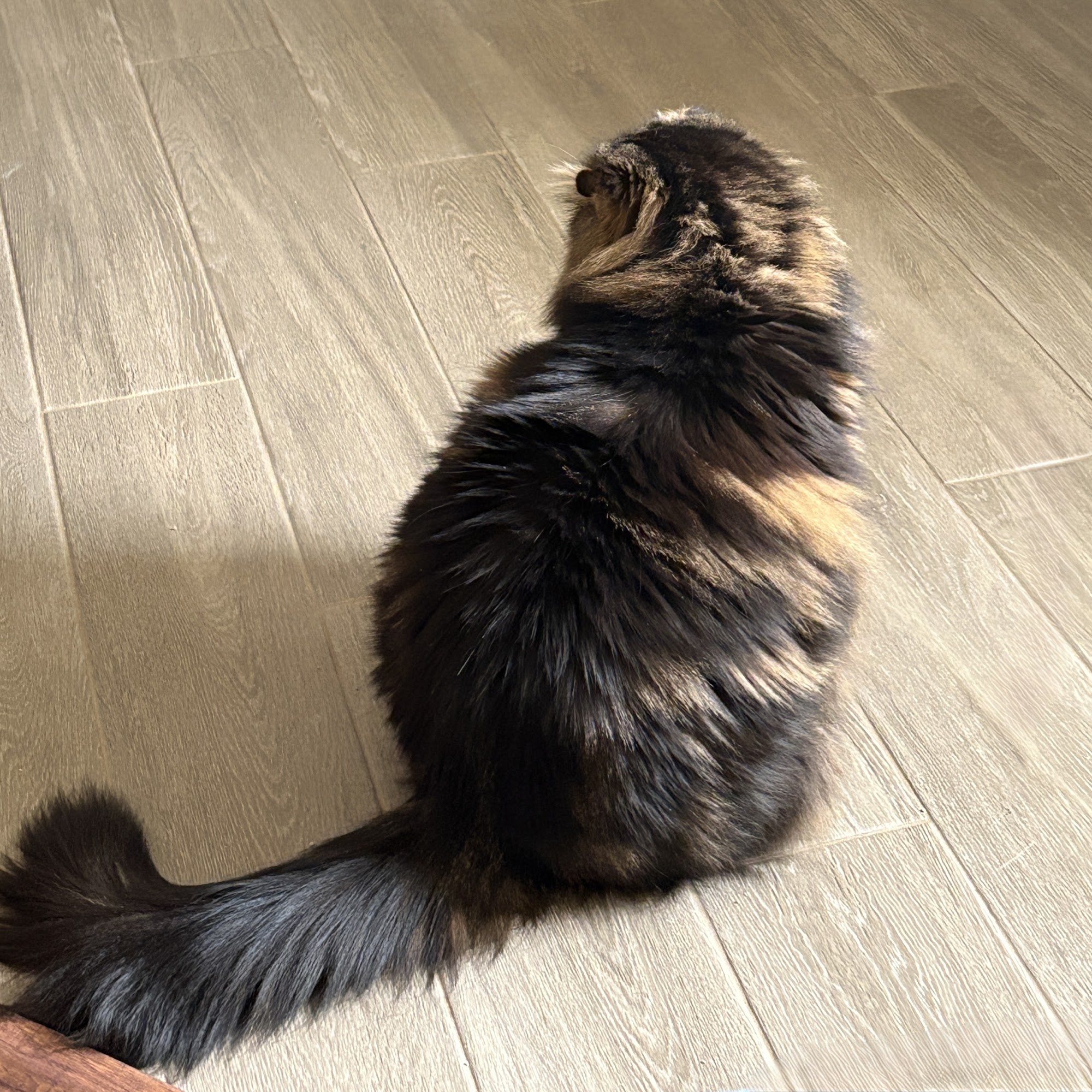 Woodside Veterinary Hospital Marysville