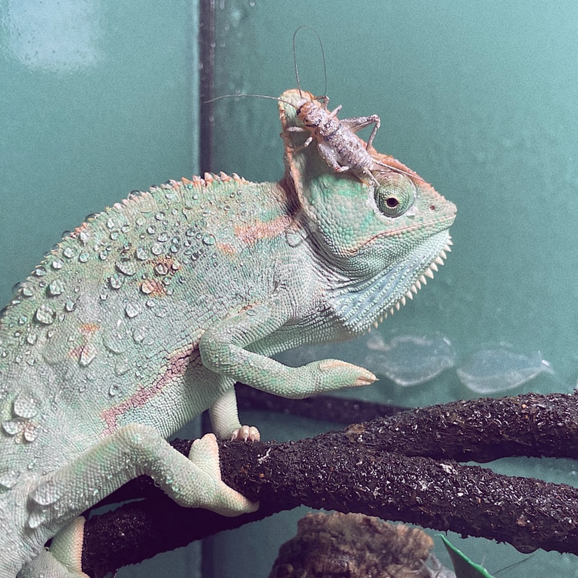 Pet Supplies Plus Marysville Marysville