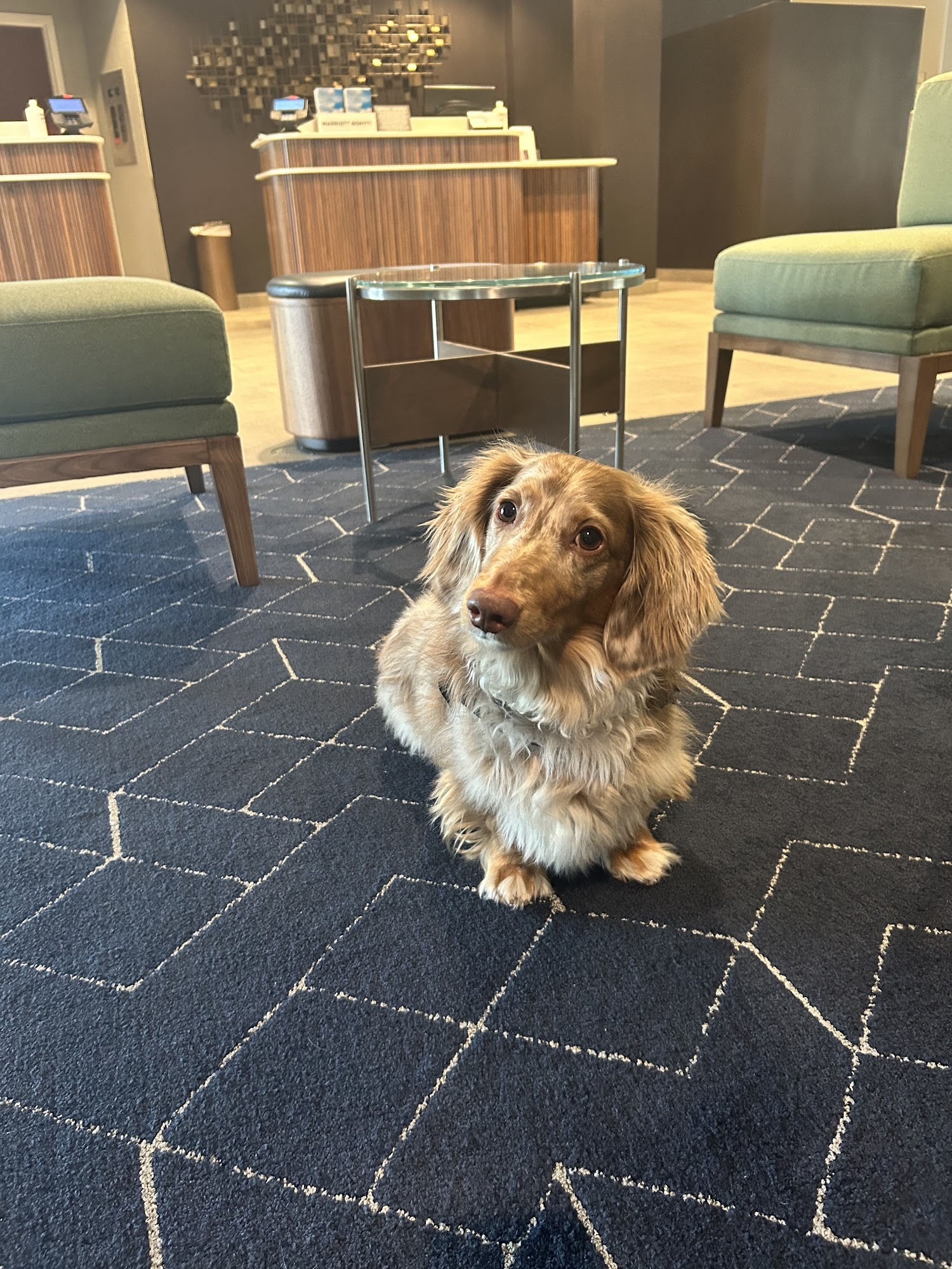 Mason Family Pet Hospital Mason
