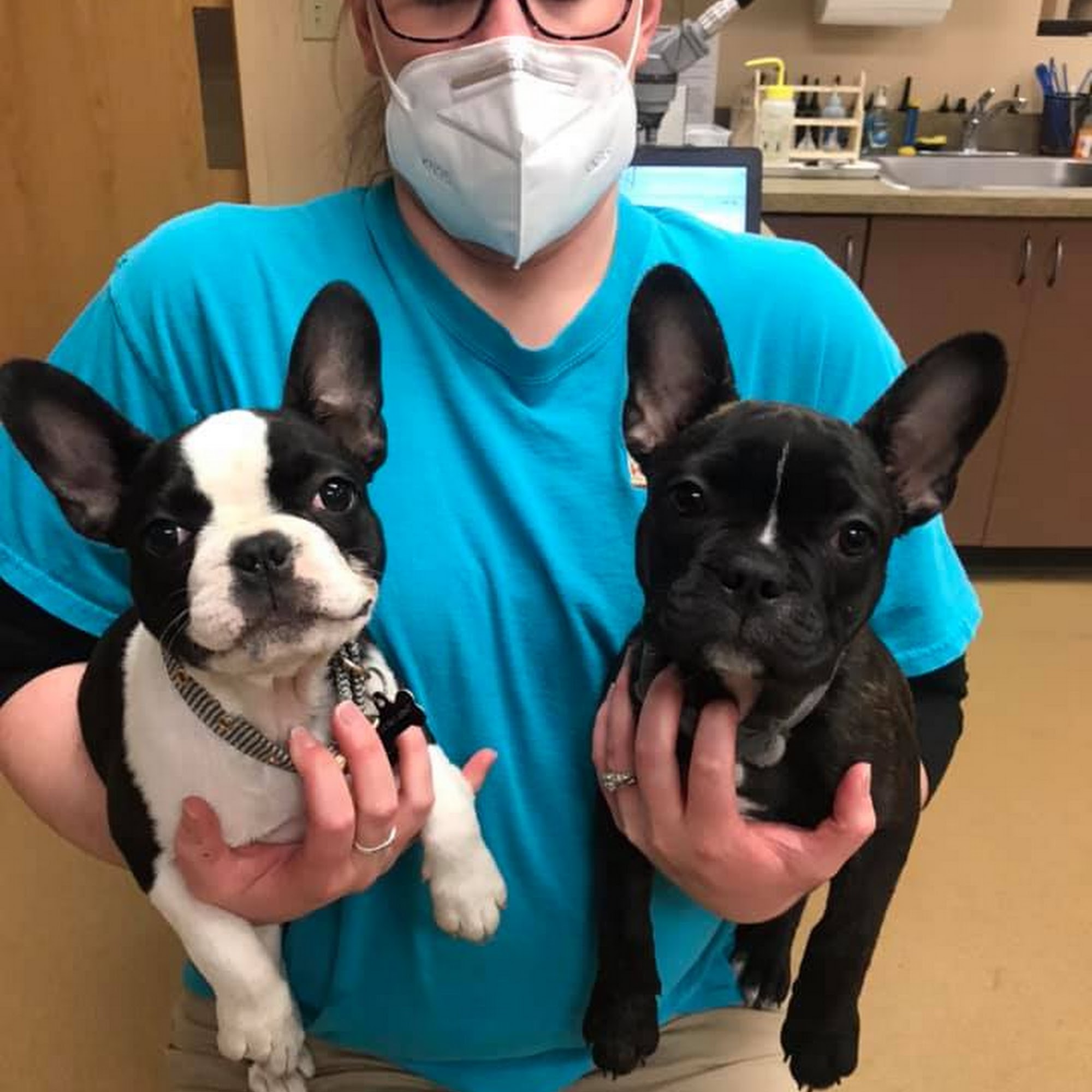 Mason Animal Hospital Mason