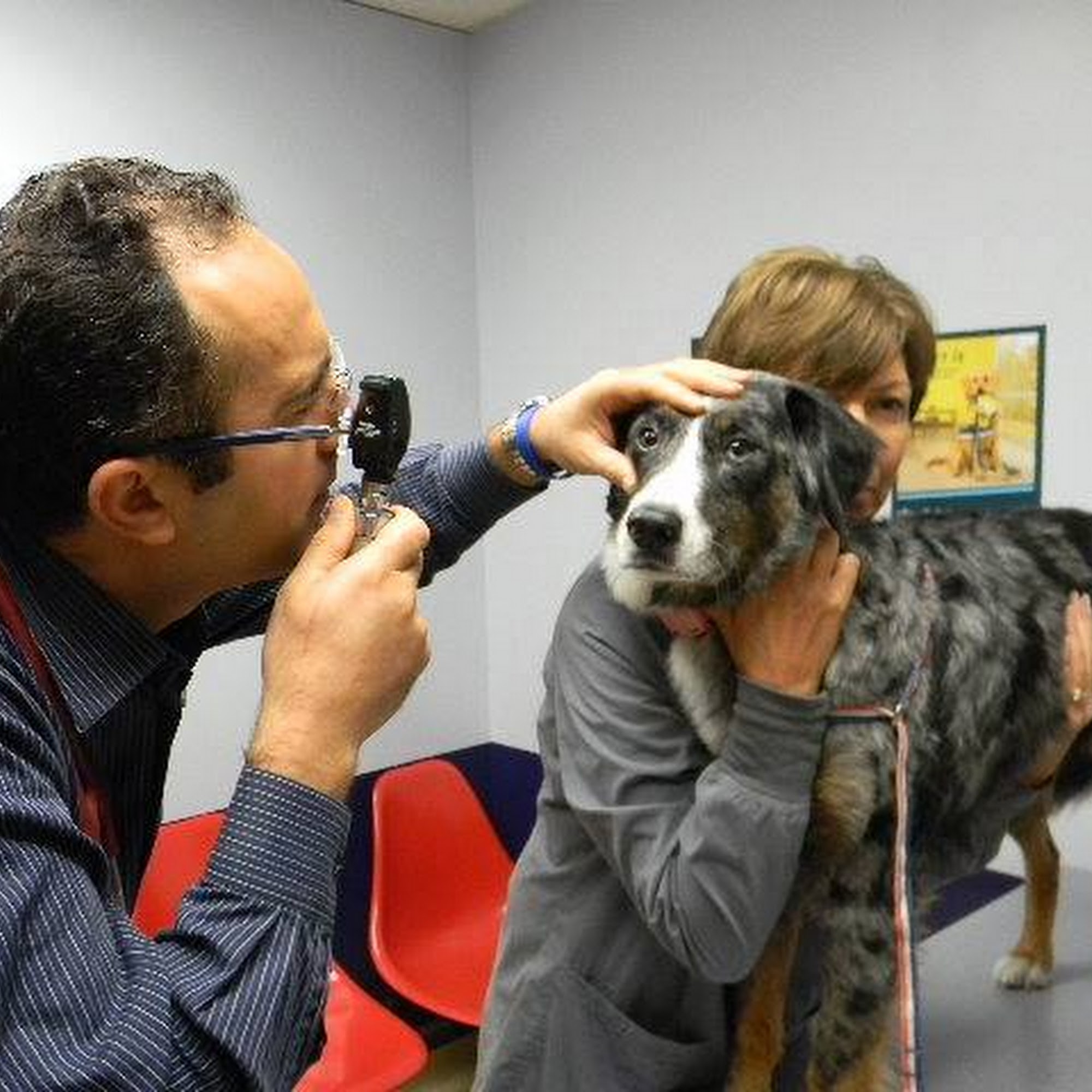 County Animal Hospital Mason