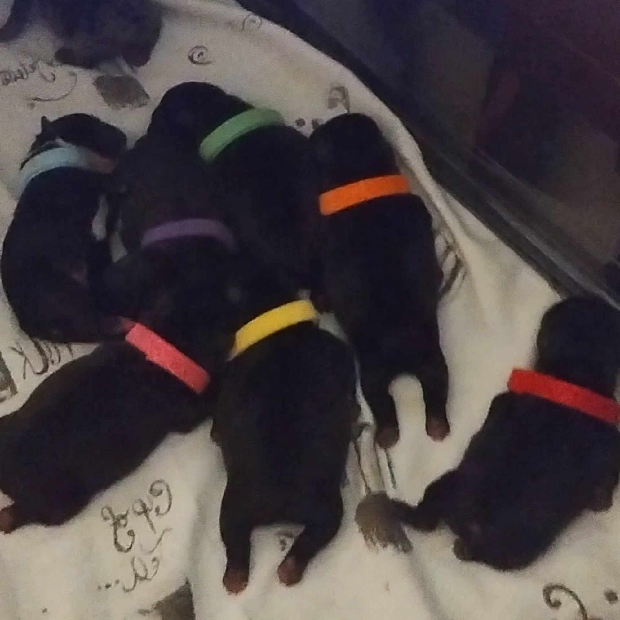 Misty Vistas Pet Hospital Mason