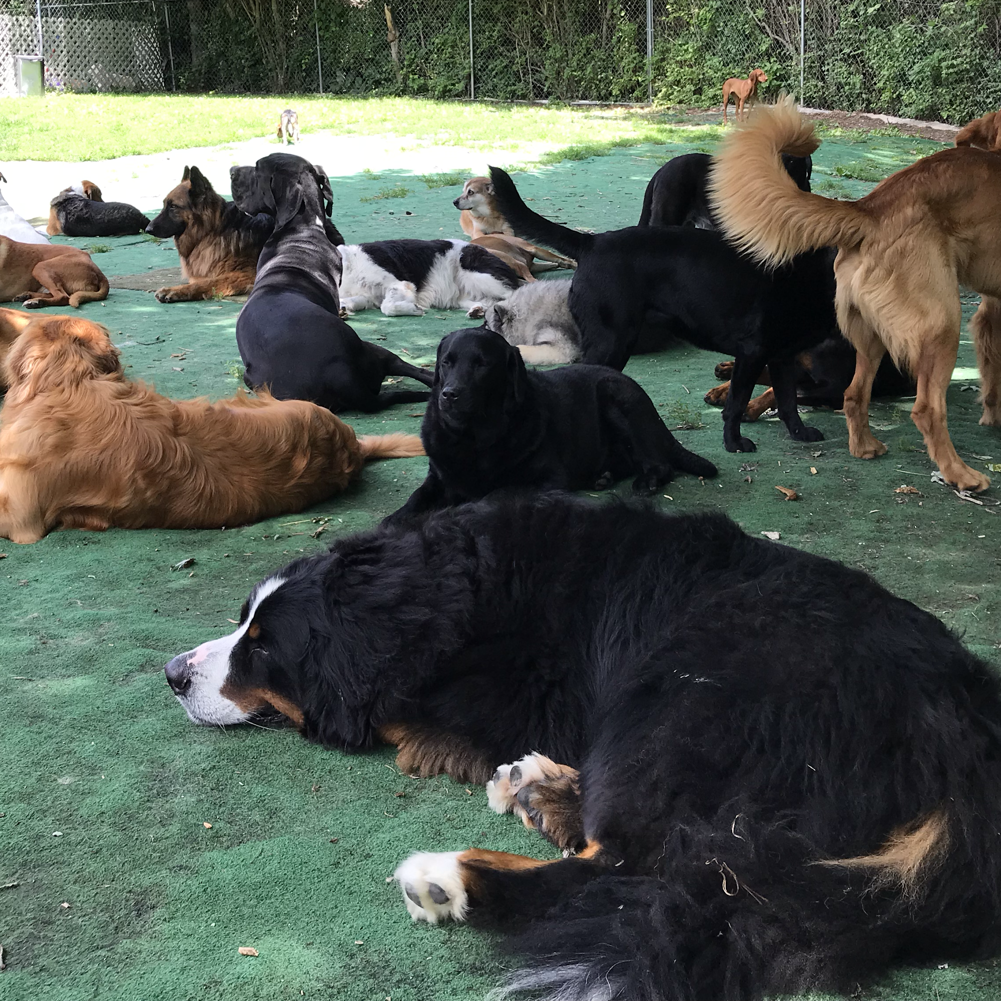 K9 Country Club Mason