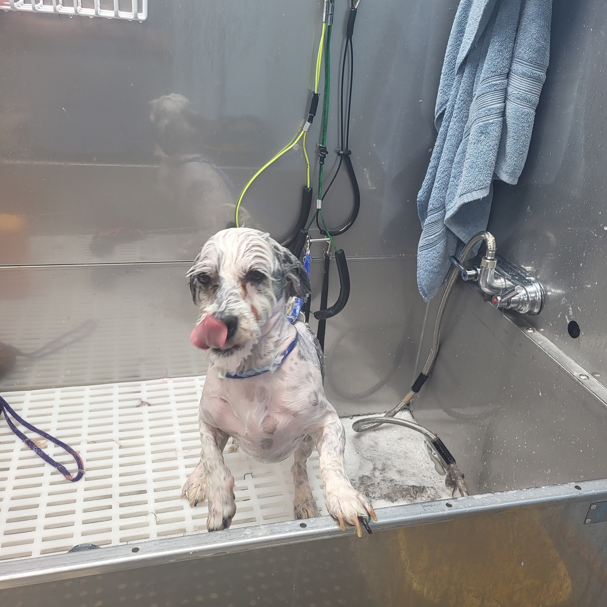 Winslow's Wags and Wiggles Mason