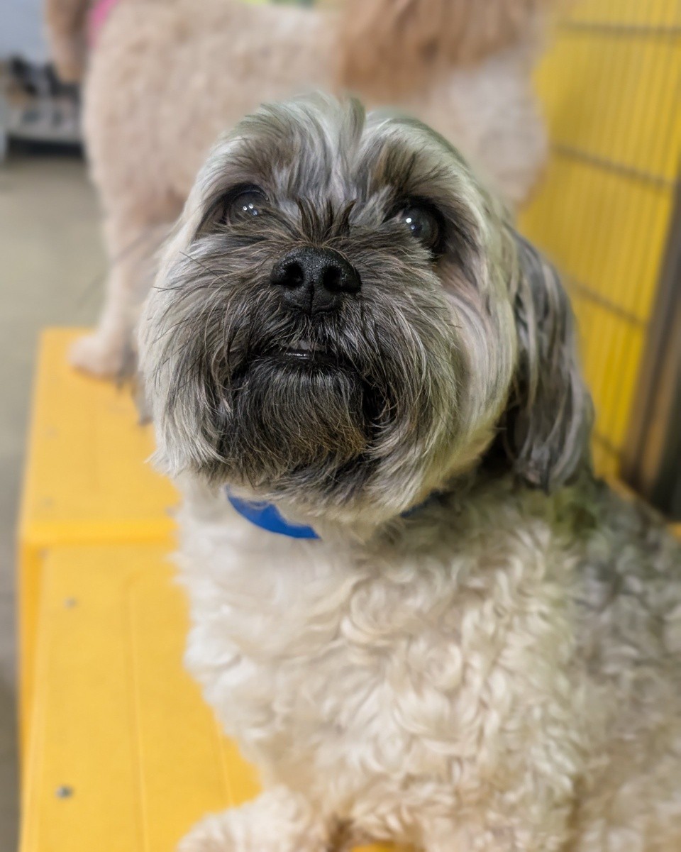 PetSuites Mason Mason