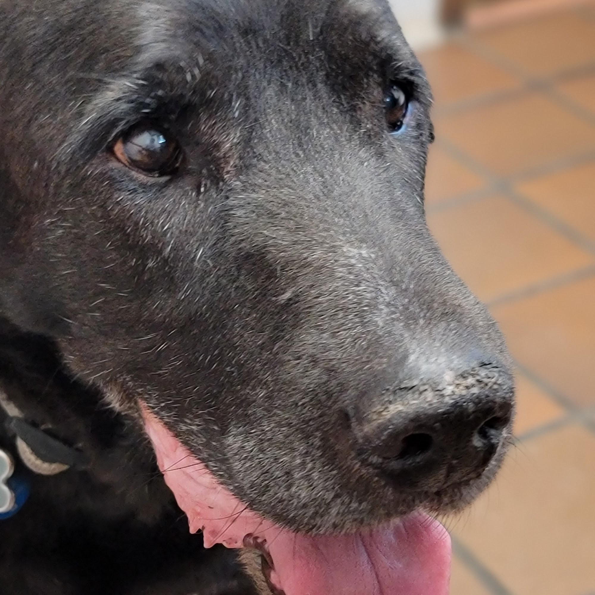 Countryside Animal Hospital 3466 Erie Ave NW, Massillon, OH 44646