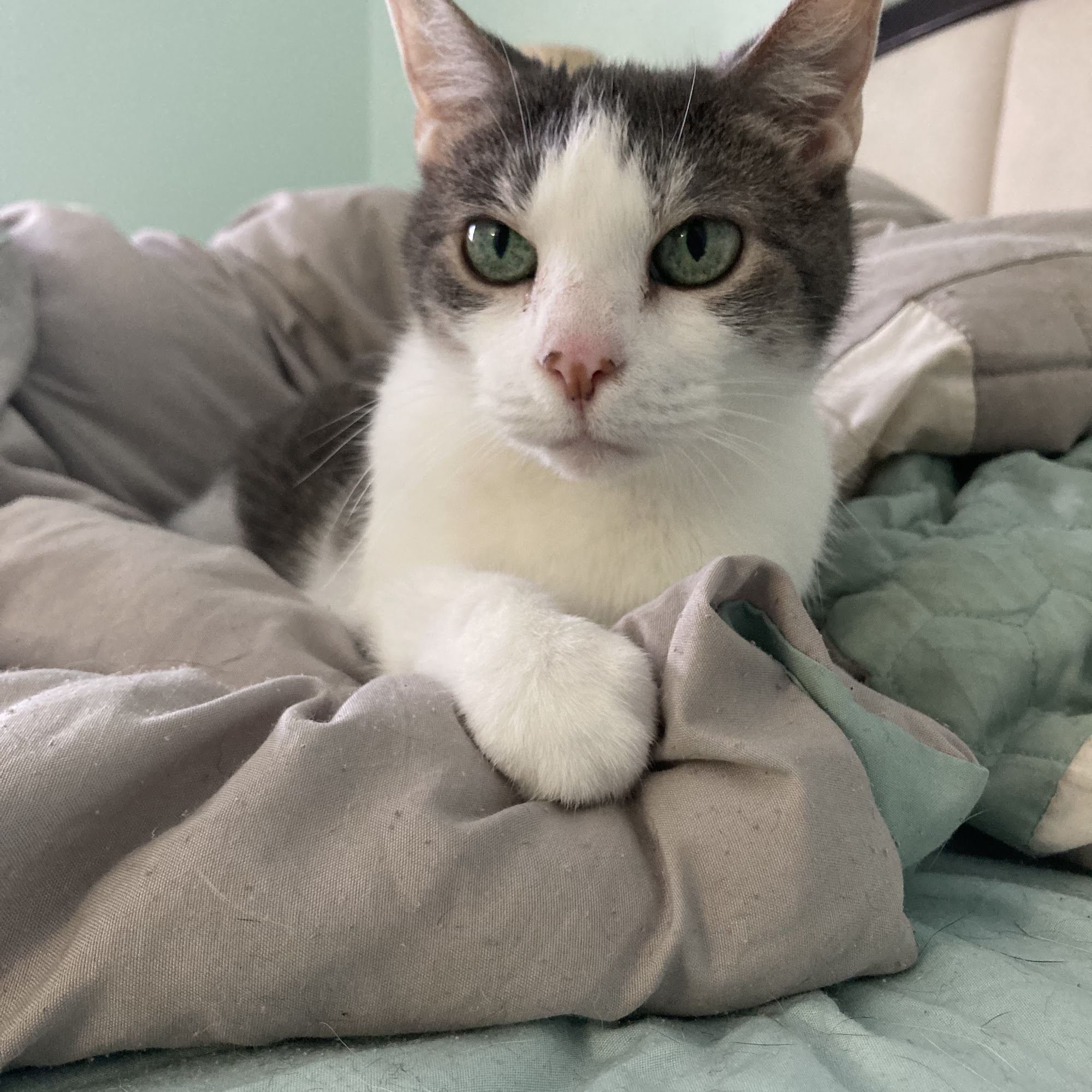 Brannan Veterinary Clinic Maumee