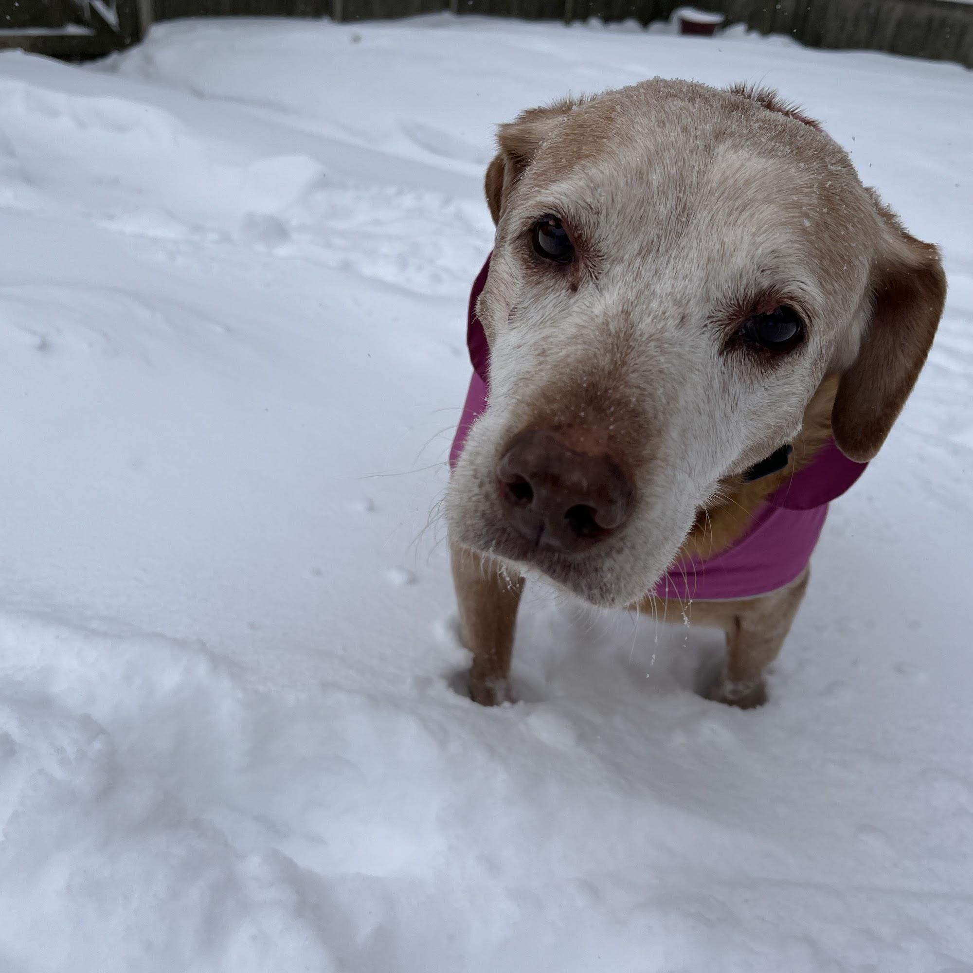 Veterinary Emergency Center Maumee