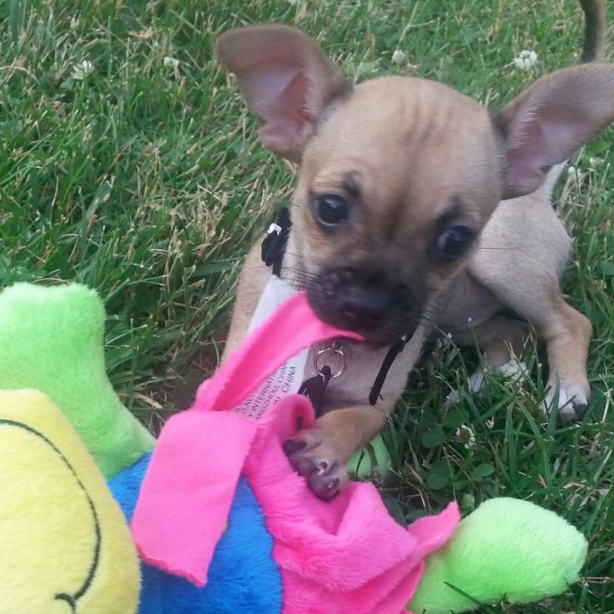 Anthony Wayne Animal Hospital, A Thrive Pet Healthcare Partner Maumee