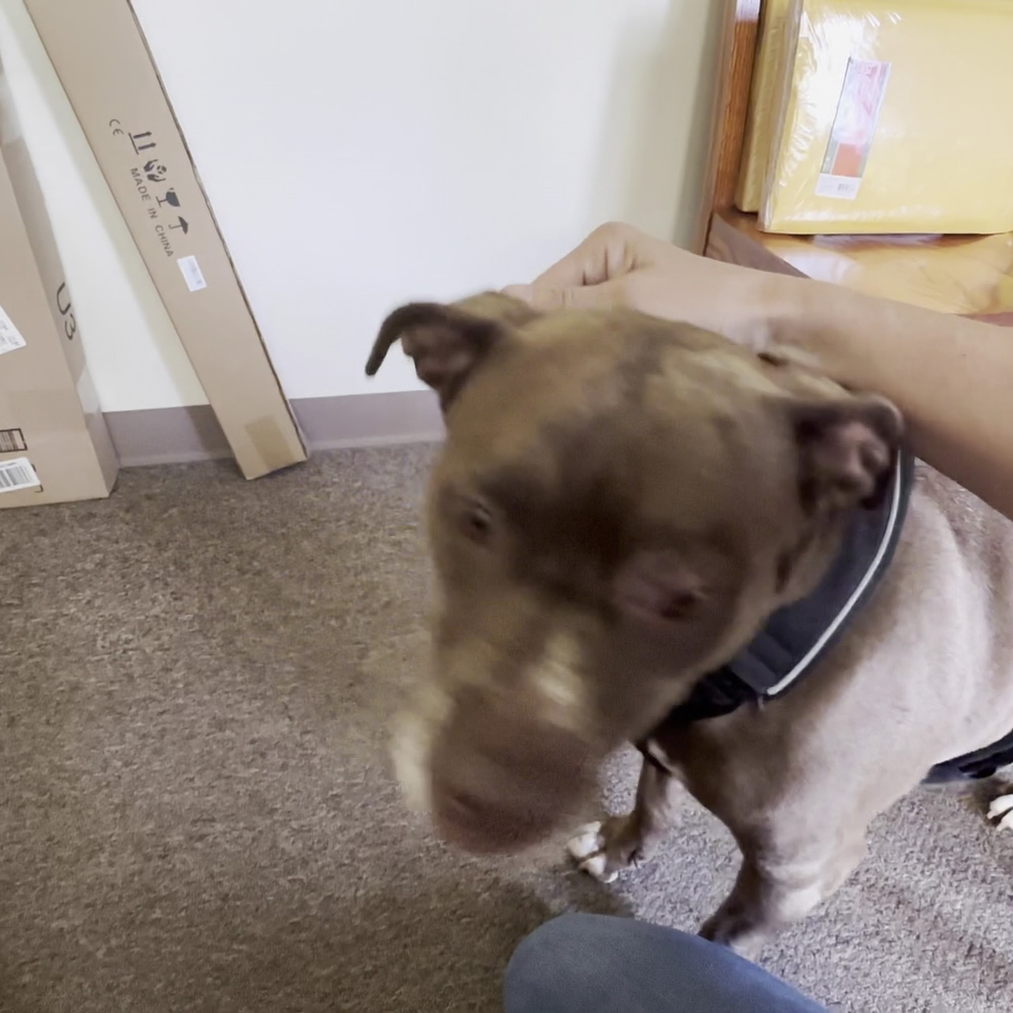 High Point Animal Hospital Inc Maumee