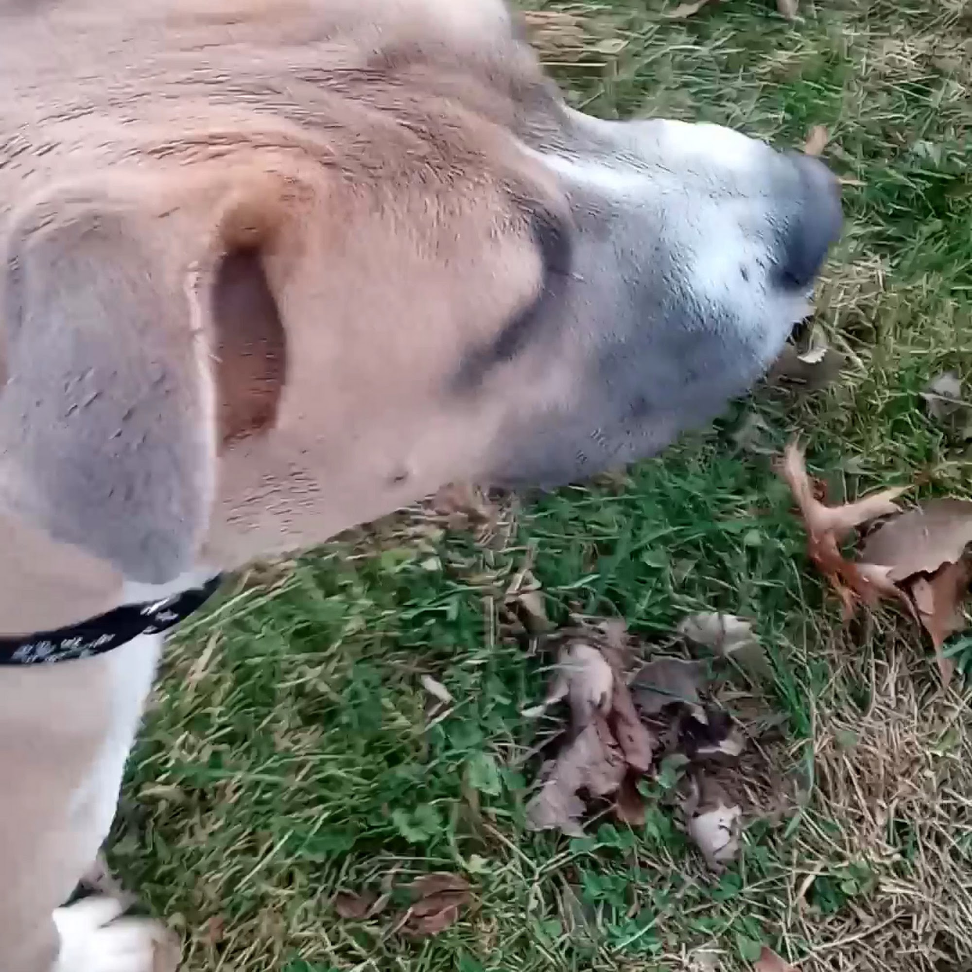 Toledo Humane Society Maumee