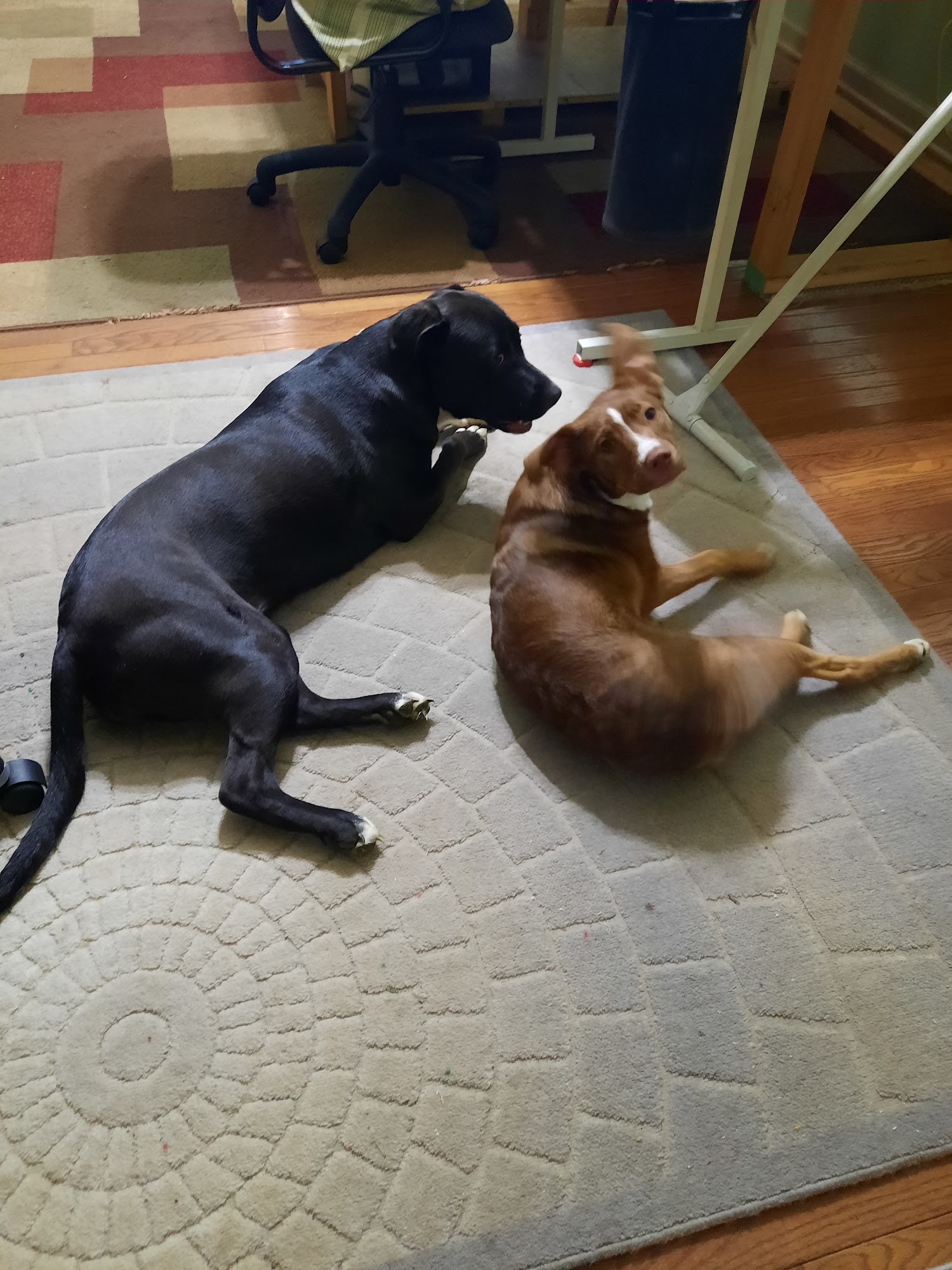 Toledo Humane Society Maumee