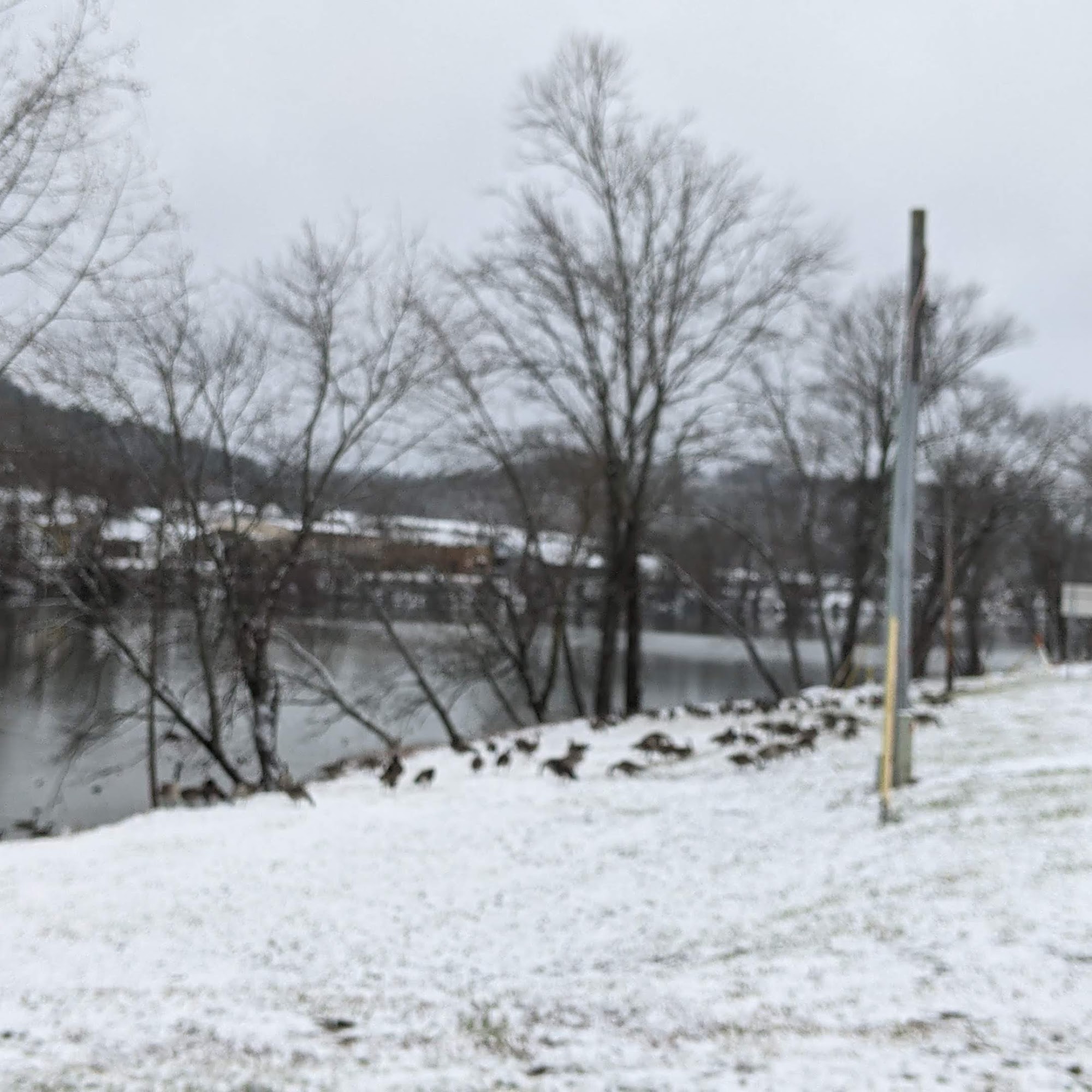 Morgan Veterinary Services McConnelsville