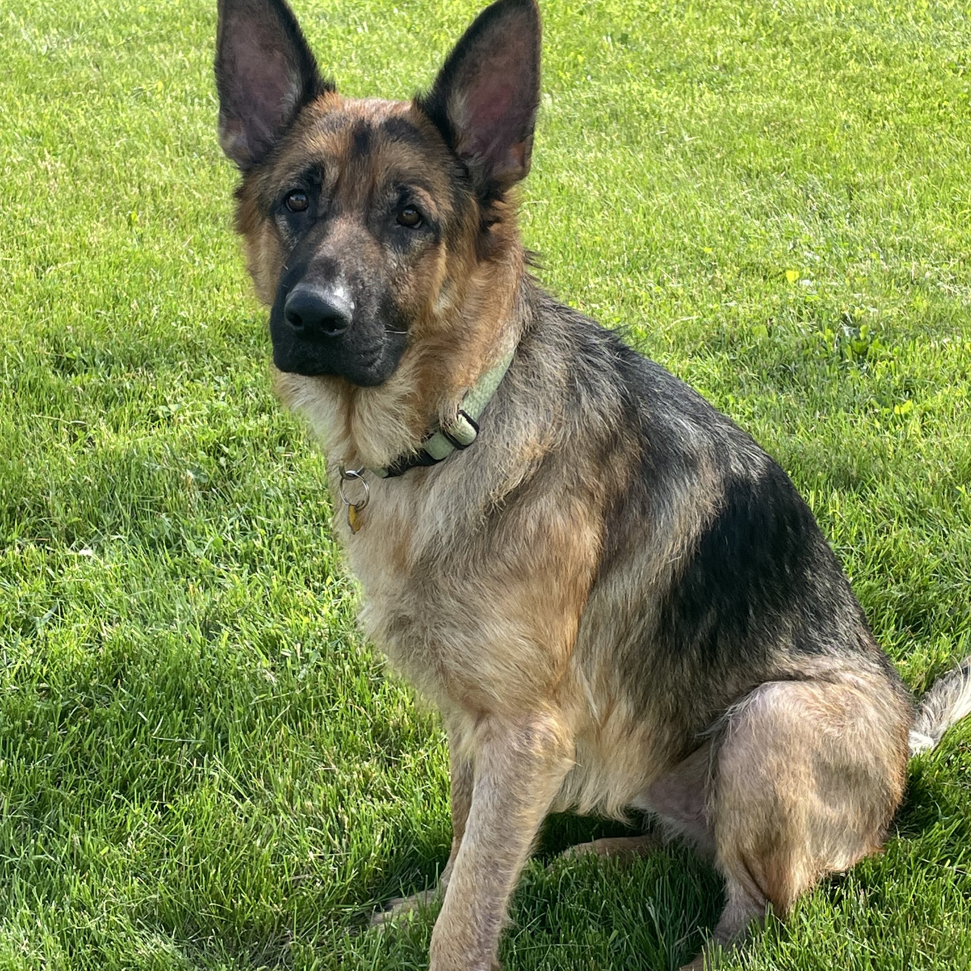 Champion Pet Vet Mechanicsburg