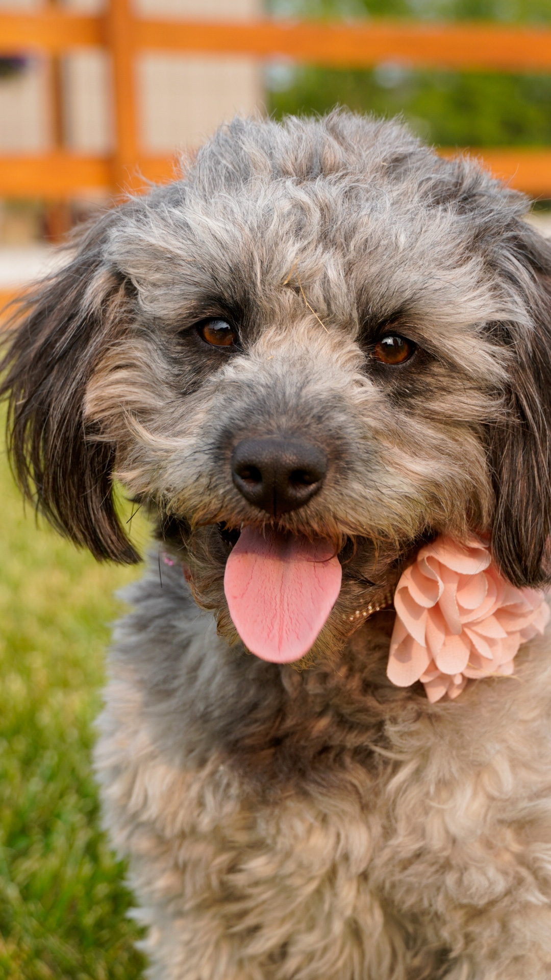 Champaign County Animal Welfare League - David Robert Wetzell Memorial Clinic Mechanicsburg