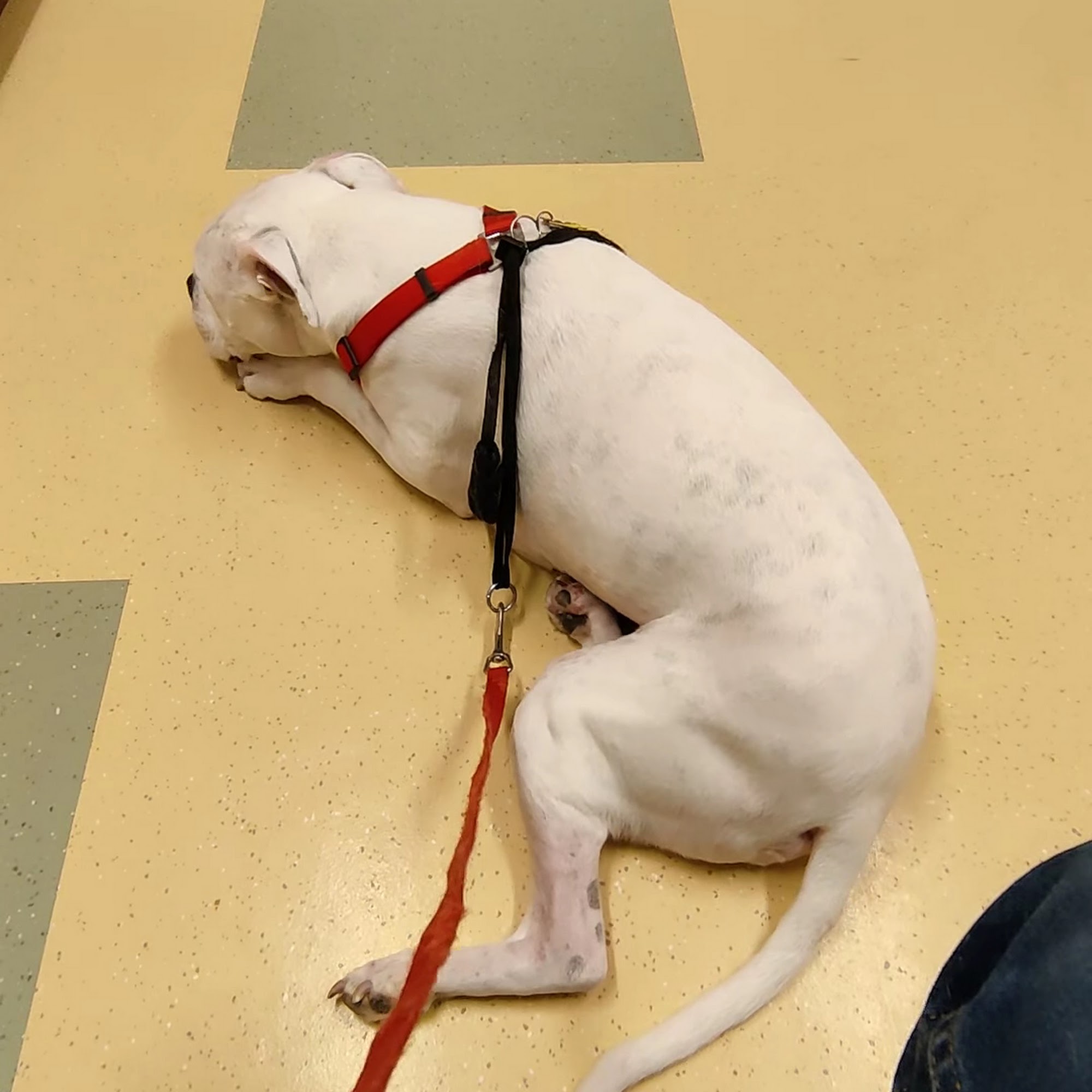 Sharon Center Veterinary Hospital Medina