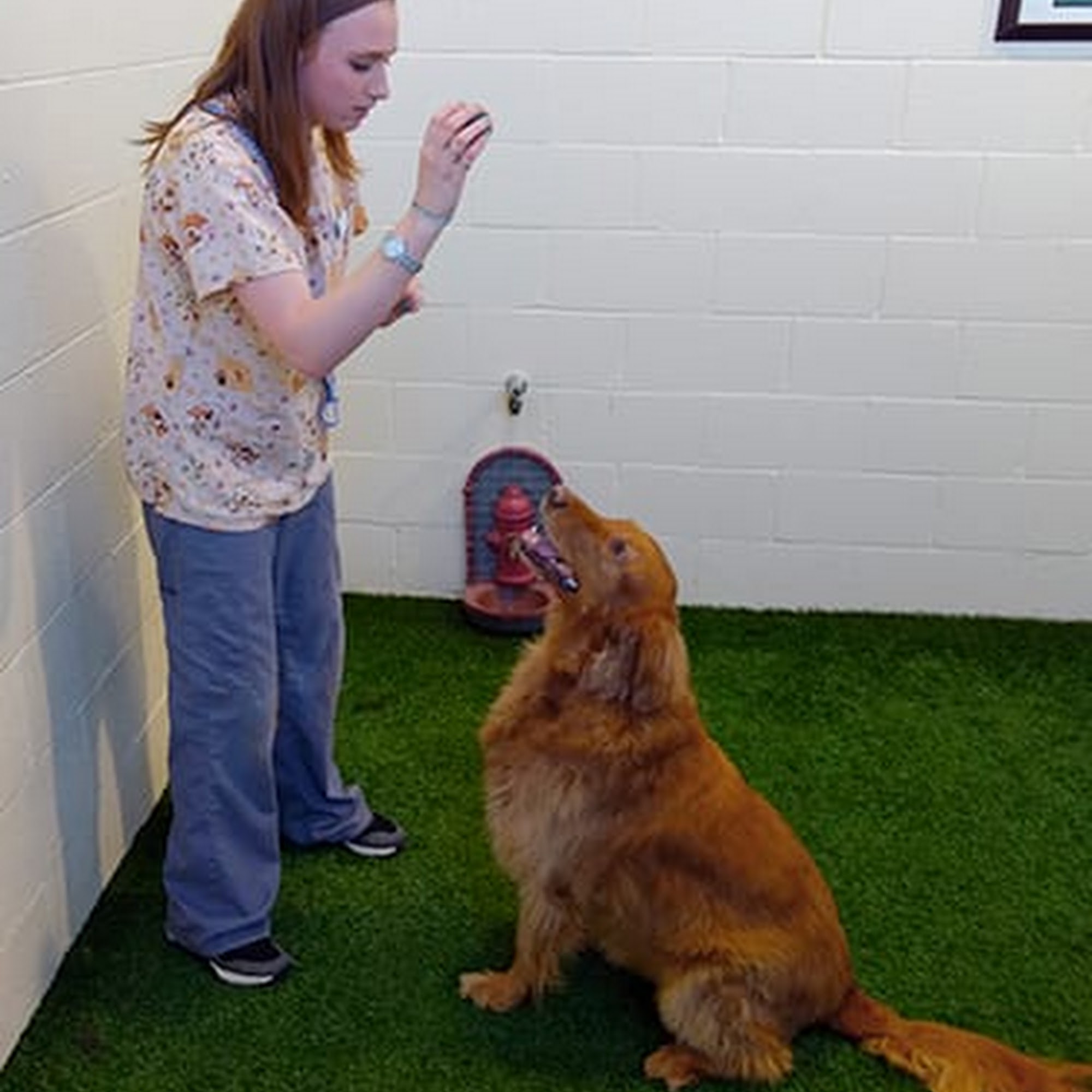 Akron-Medina Veterinary Hospital and Pet Resort Medina