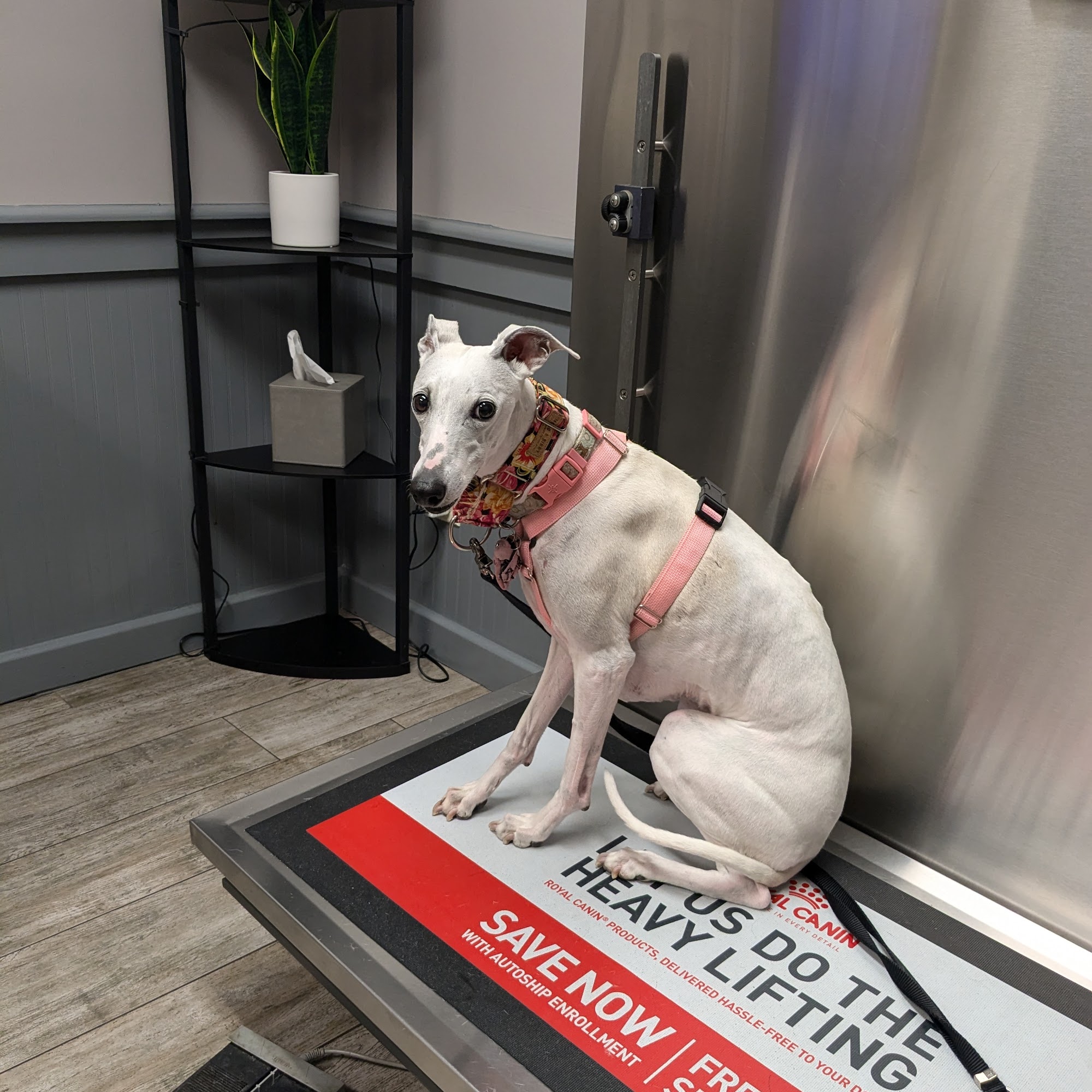 Animal Medical Centre of Medina Medina