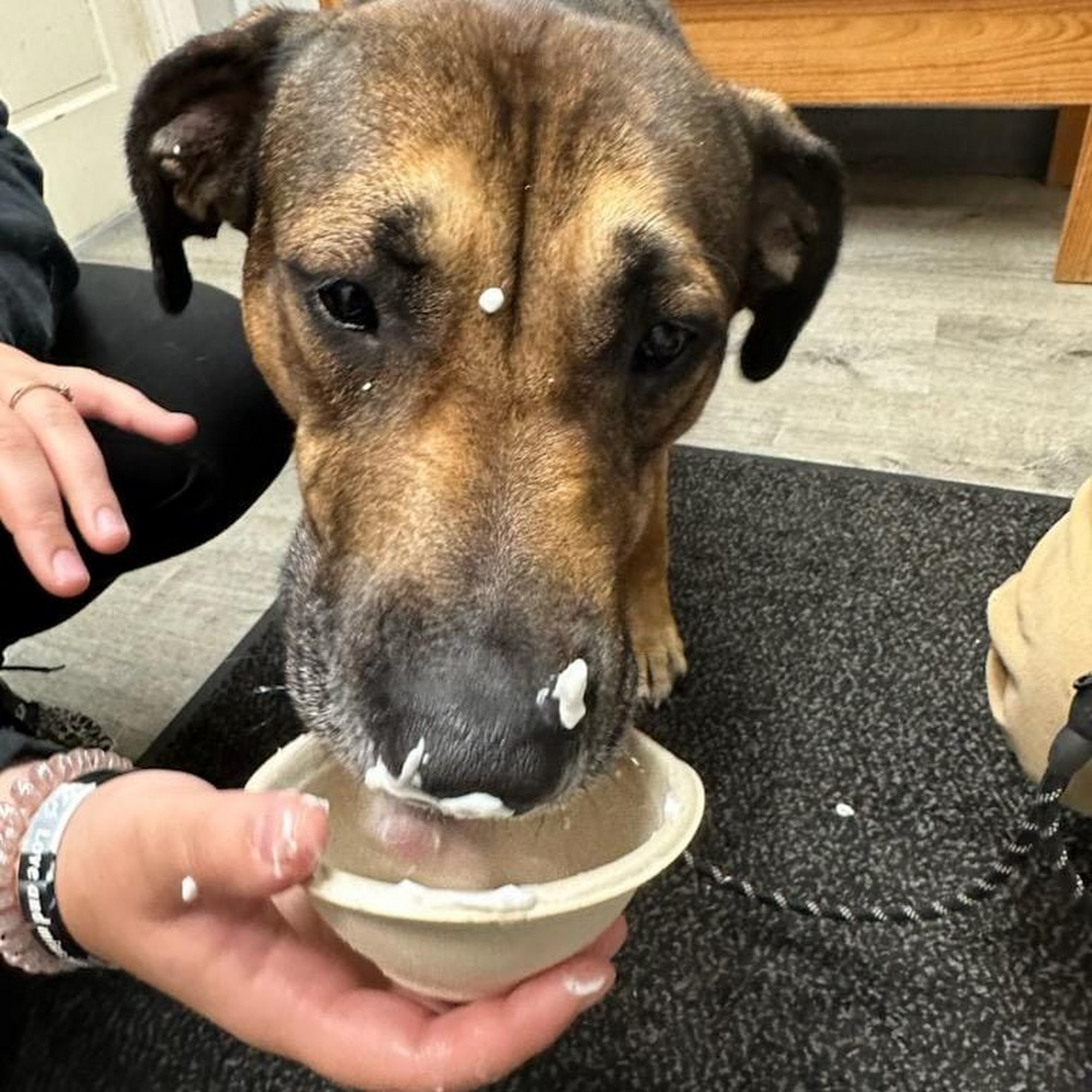 Tender Loving Care Animal Hospital Medina