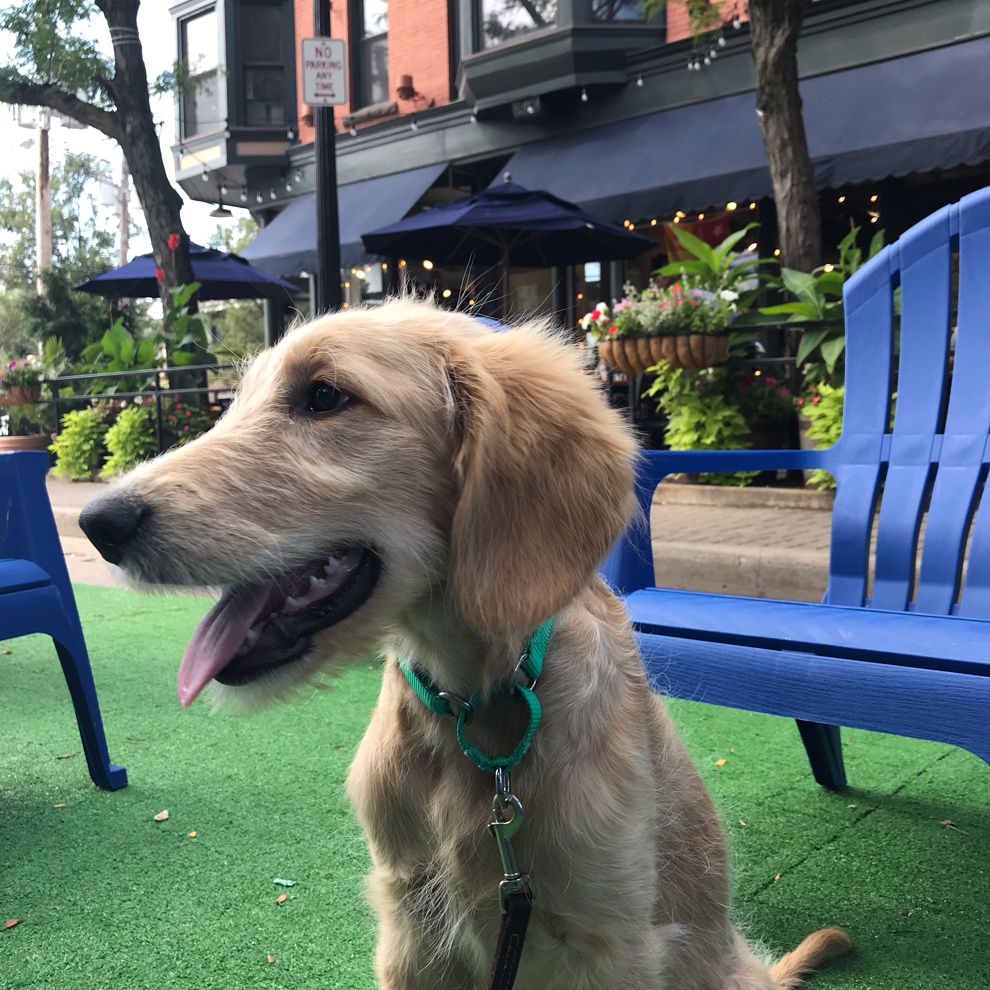 The Dog Wizard Medina Medina