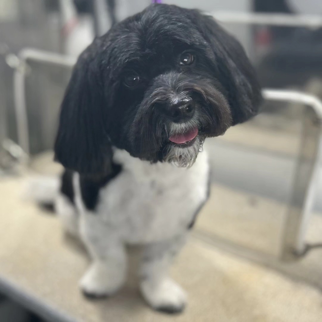 Bubbles-N-Biscuits Mobile Pet Grooming Medina