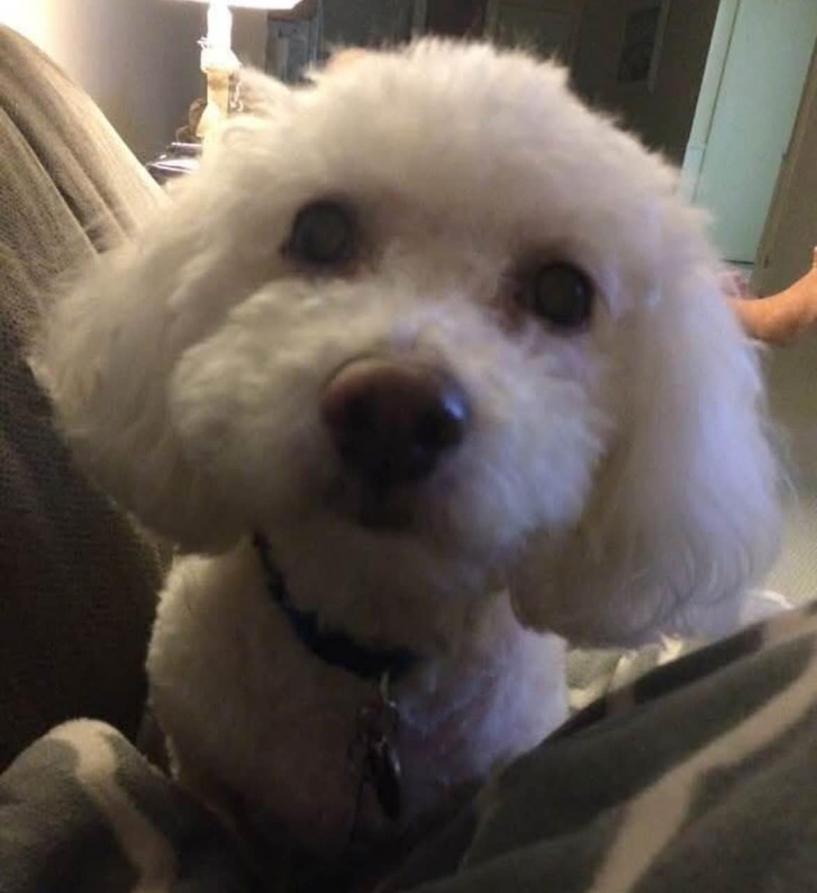 Inner Peace Pet Grooming Medina