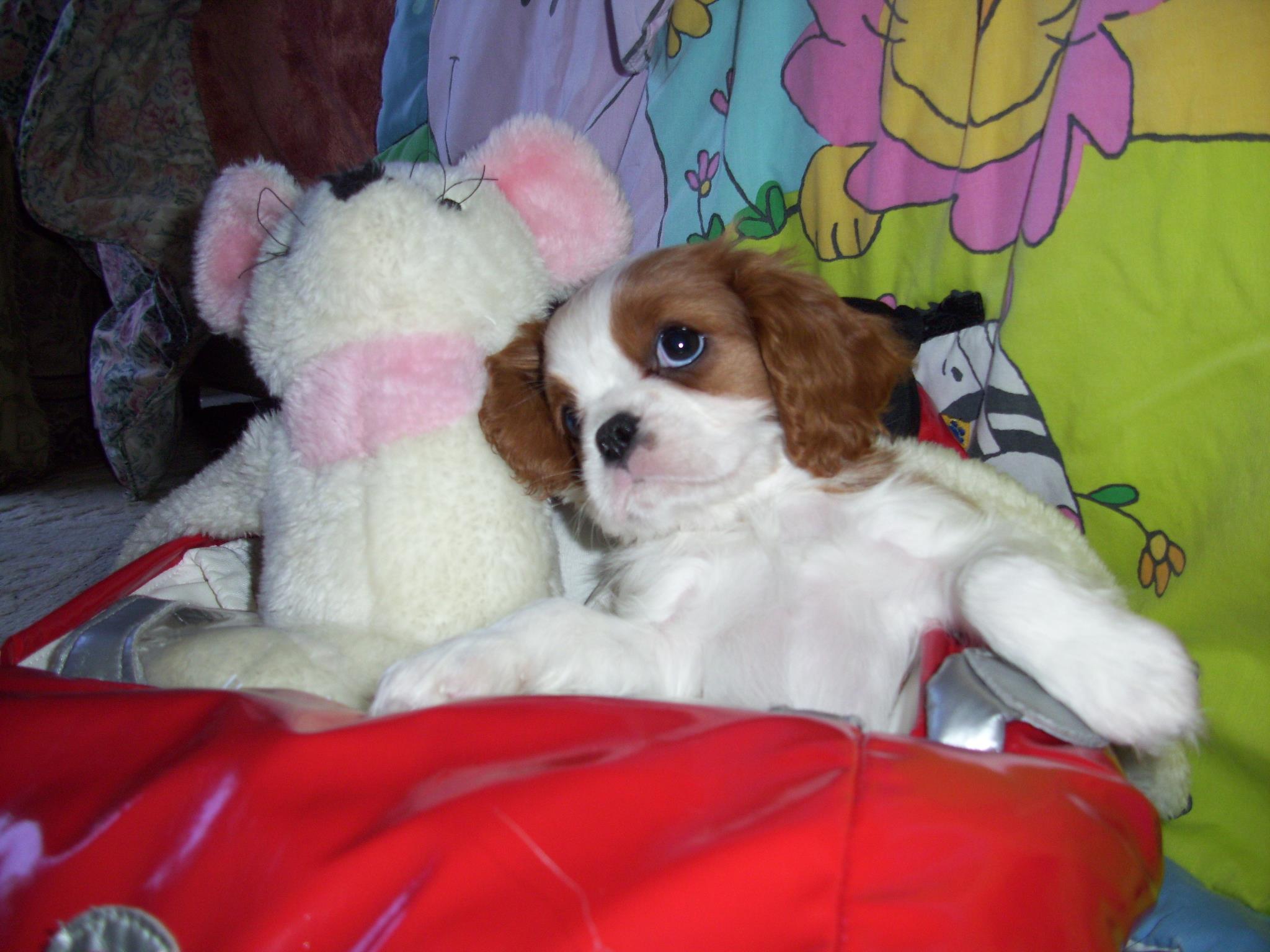 Stout Kennels Medina