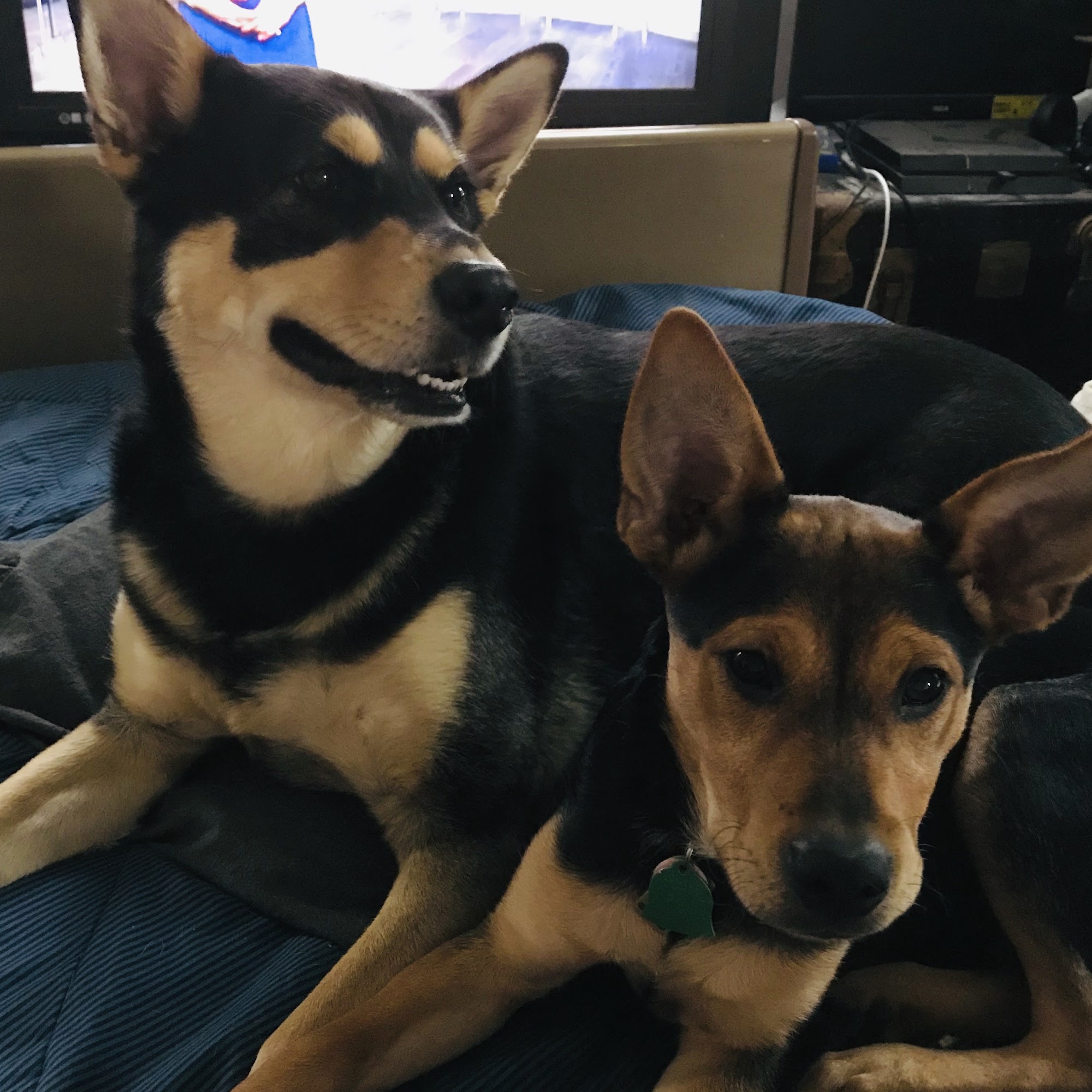 Brightwood Animal Hospital Mentor