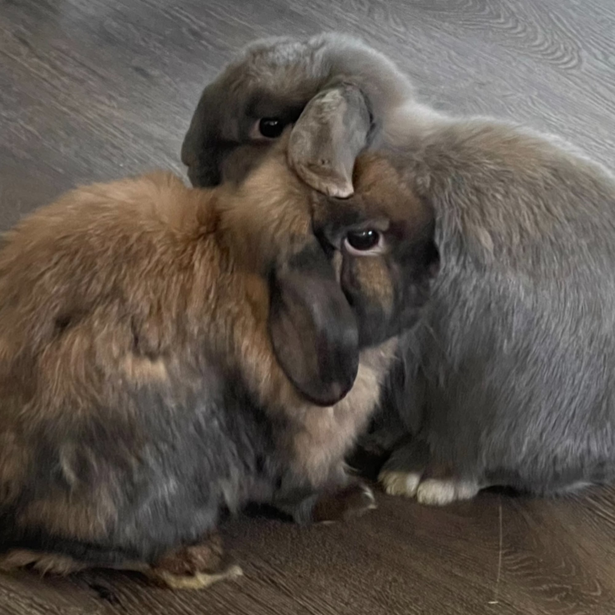 Mentor Animal Hospital Mentor