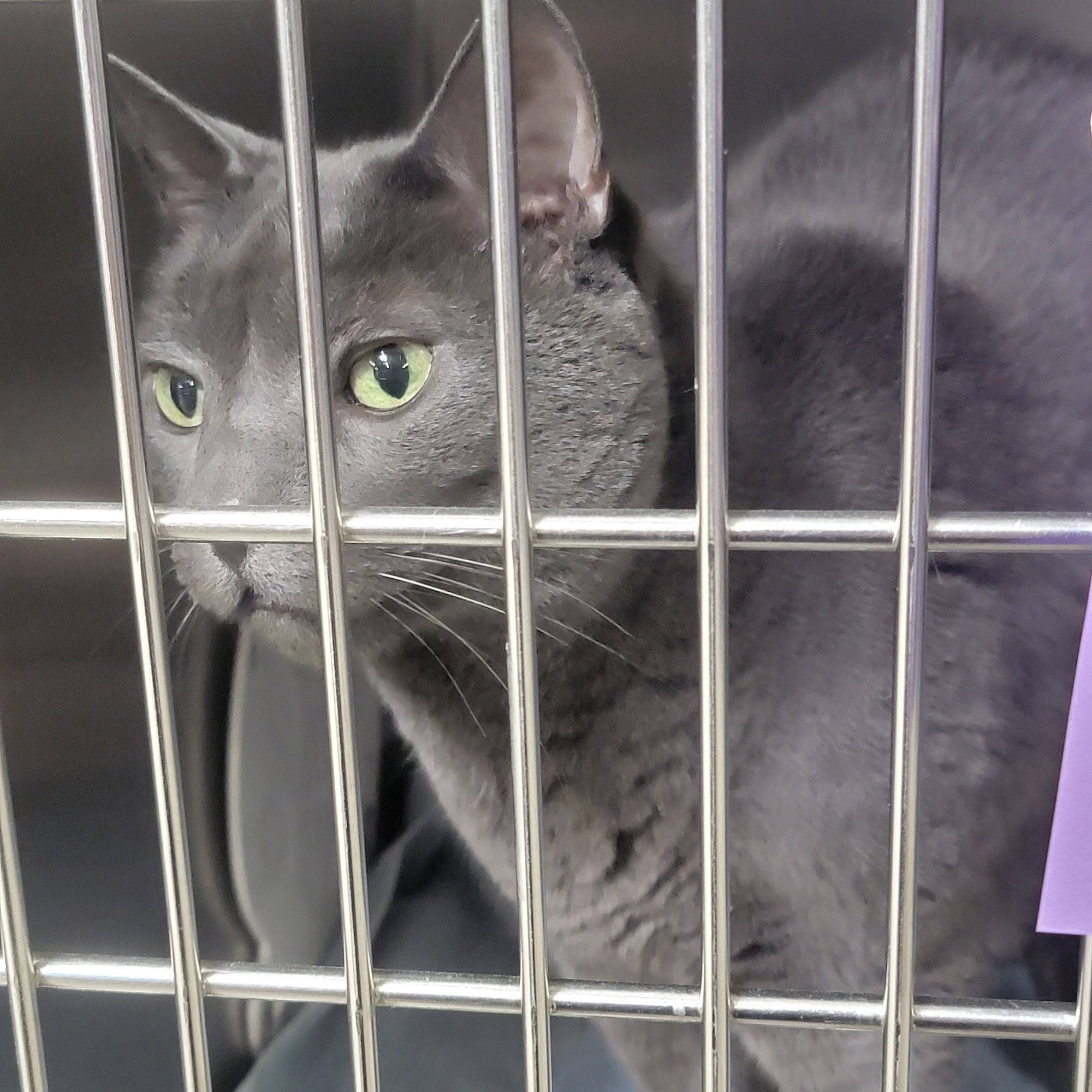 Lake Humane Society Mentor