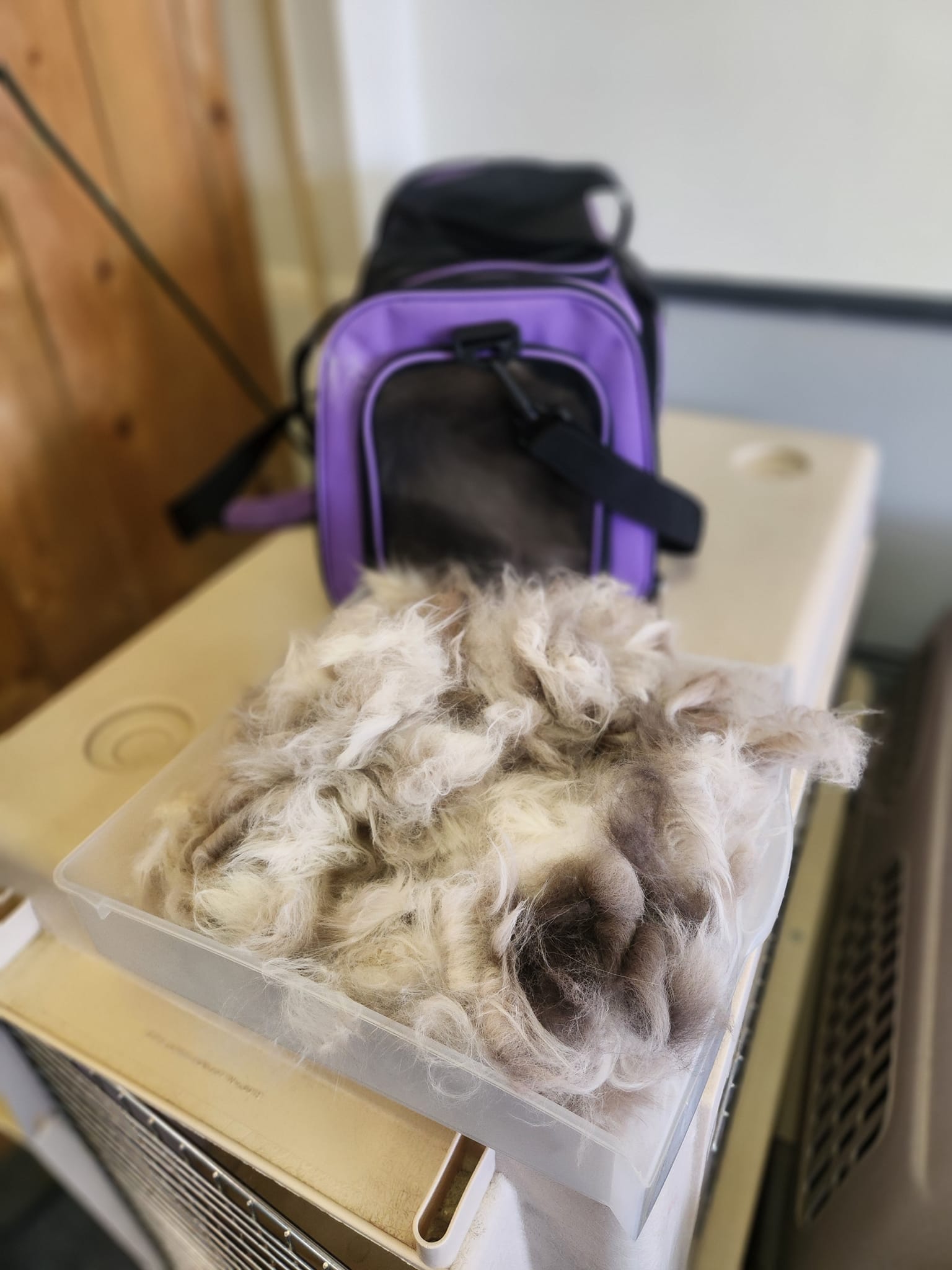 Bow-Wow's & Meow's Grooming Shop Mentor