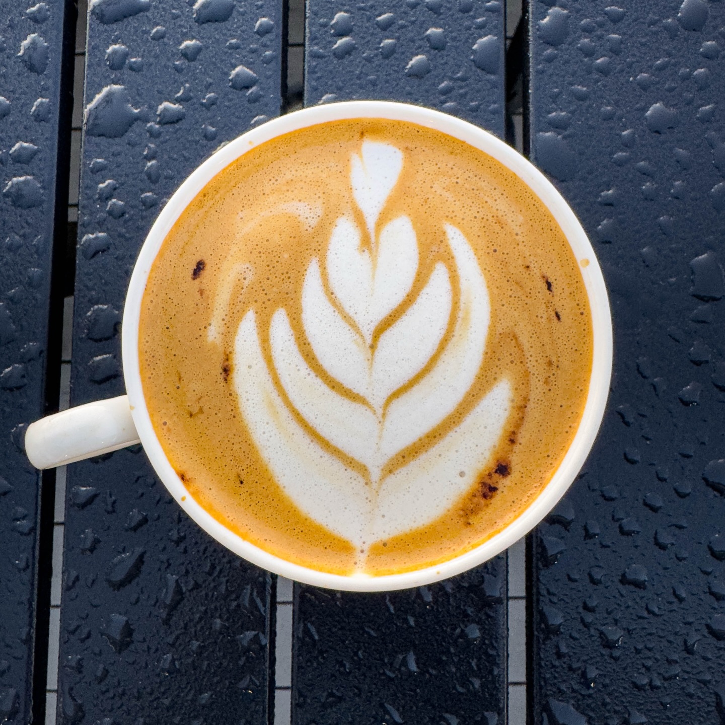 Calico Jack Coffee Roastery Mentor