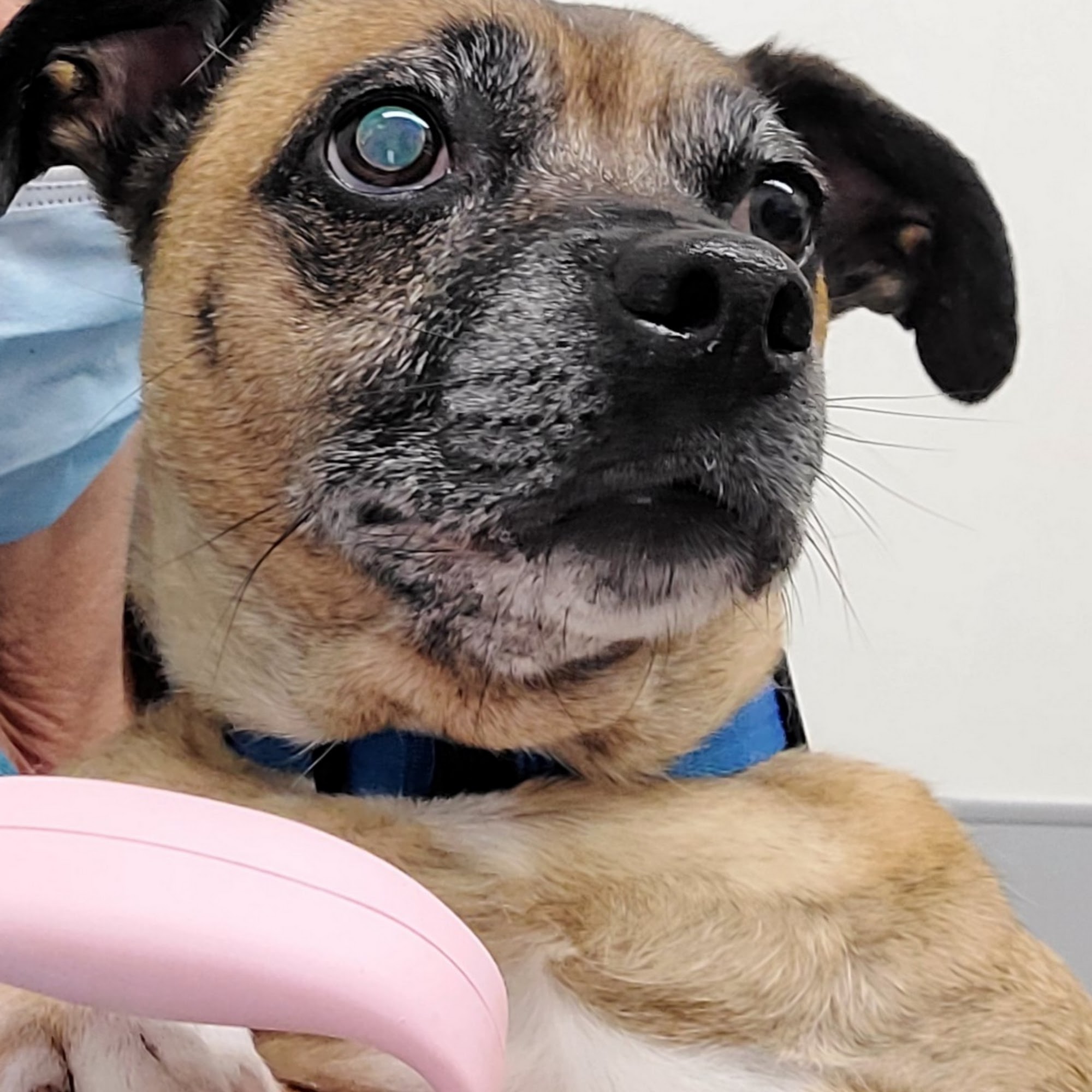 Great Miami Veterinary Care (prev AMC Miamisburg) Miamisburg