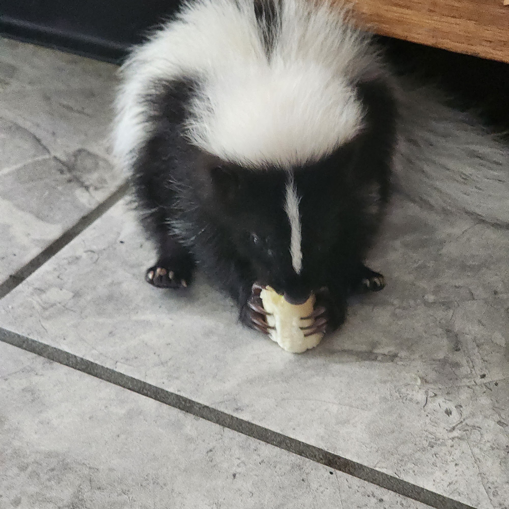 Dahlhausen R DVM Milford