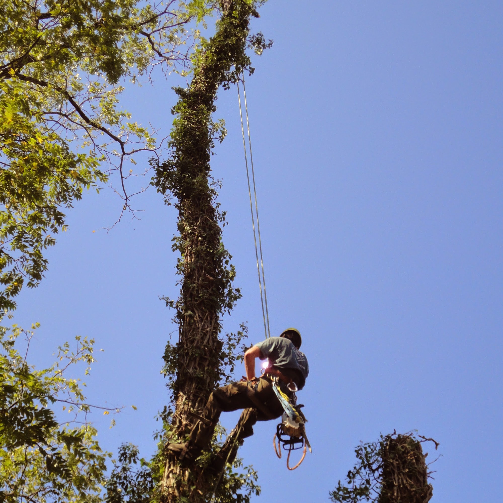 Out On A Limb Family Tree and Landscape