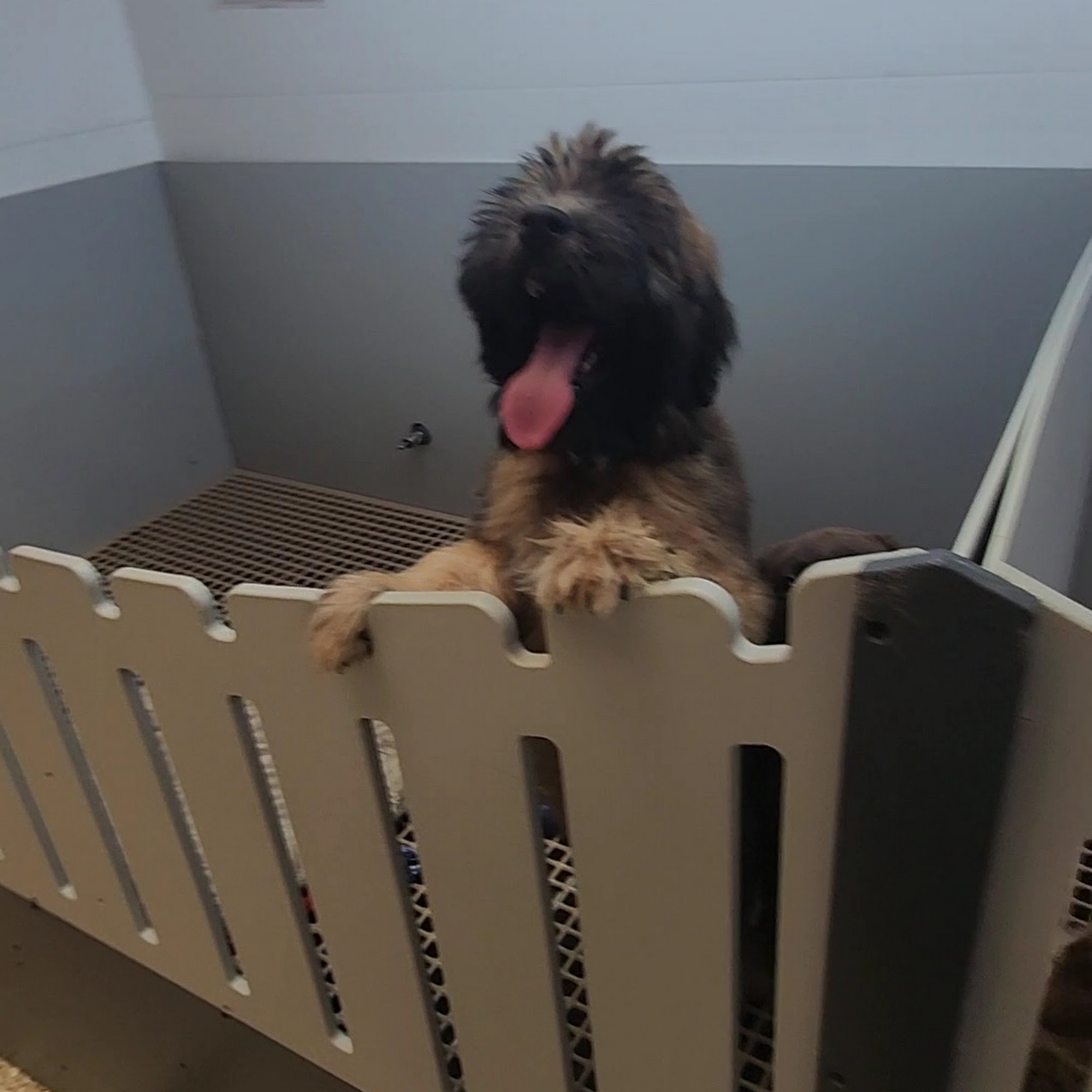 Berlin Pet Shoppe Millersburg