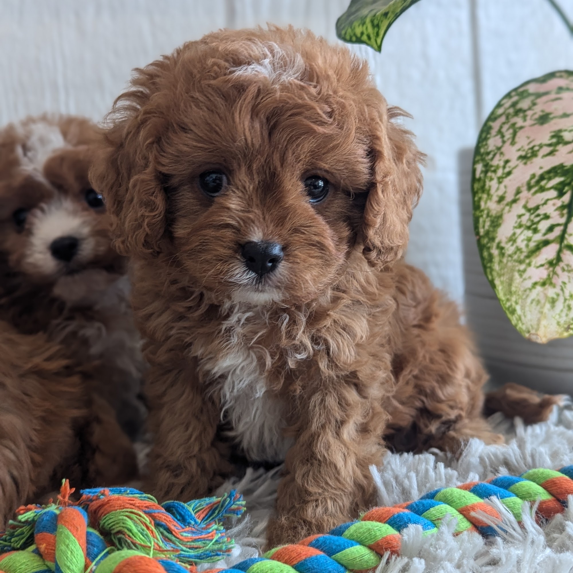 Superior Hilltop Kennels Millersburg