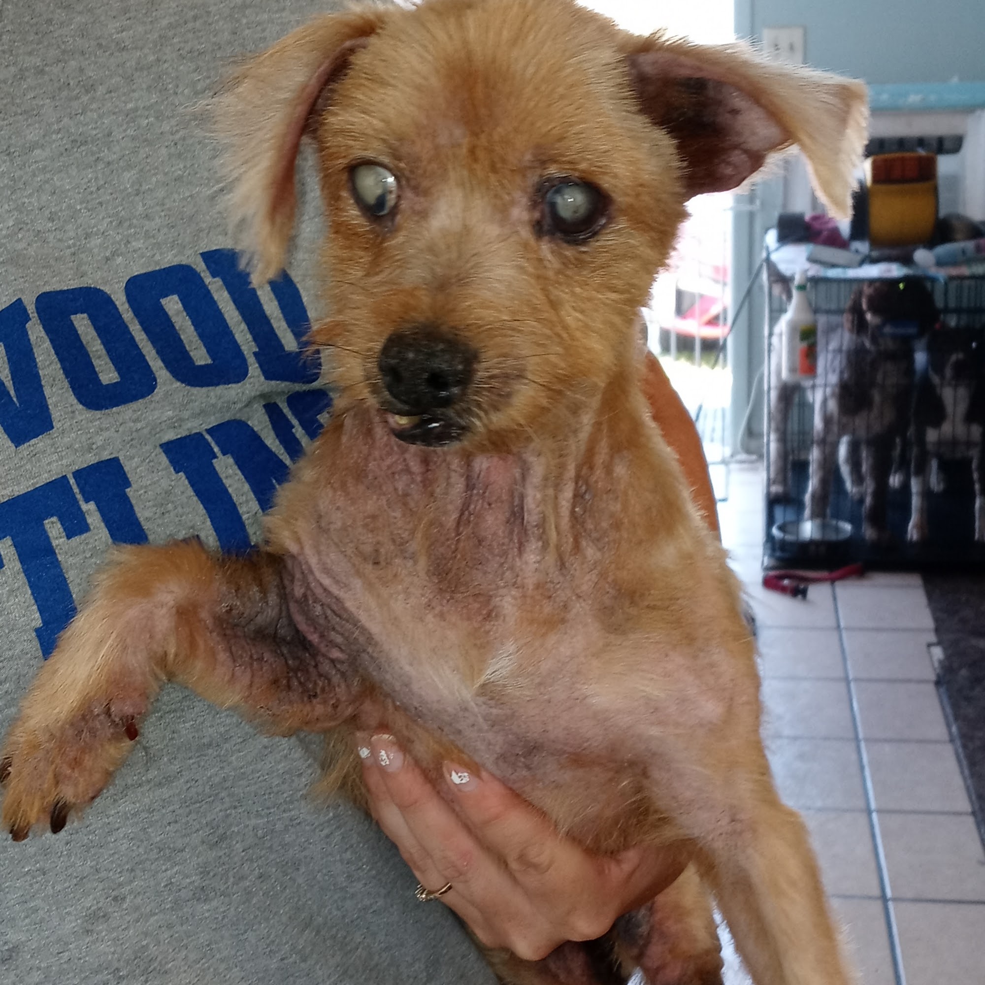 THE PAW SPA Millersport