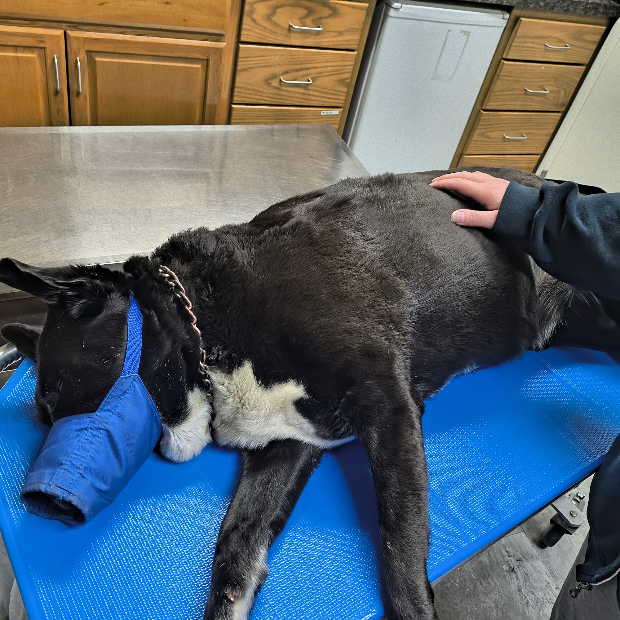 Mogadore Veterinary Hospital Mogadore