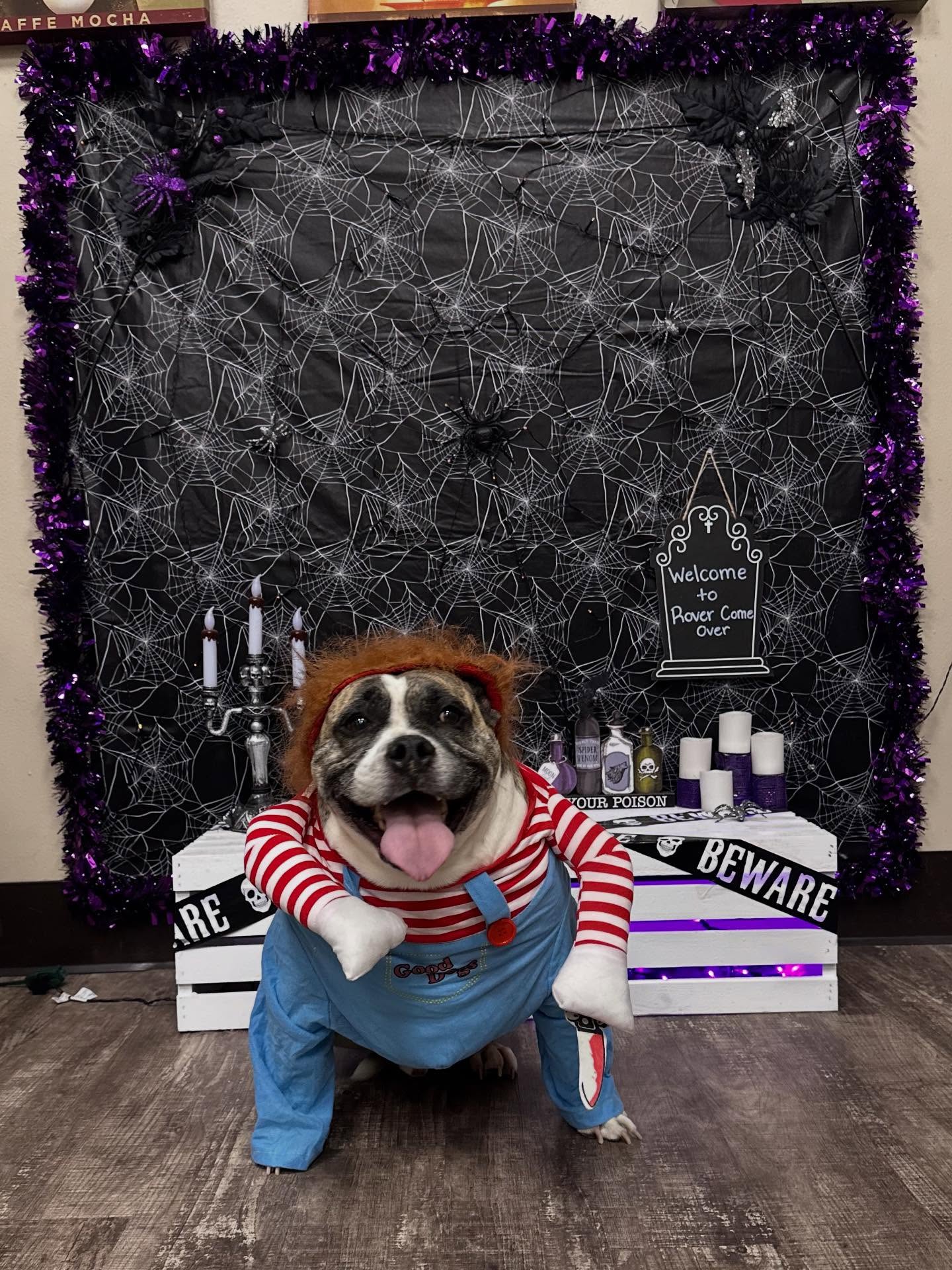 Rover Come Over Doggy Daycare Monclova