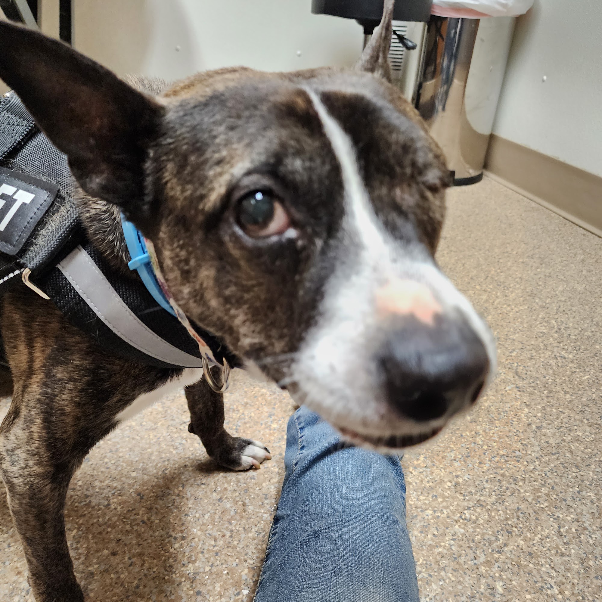 Maple Run Veterinary Clinic LLC Mount Gilead