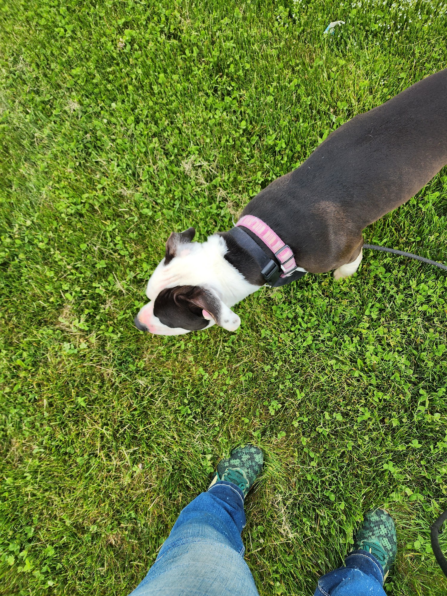 Morrow County Dog Shelter Mount Gilead