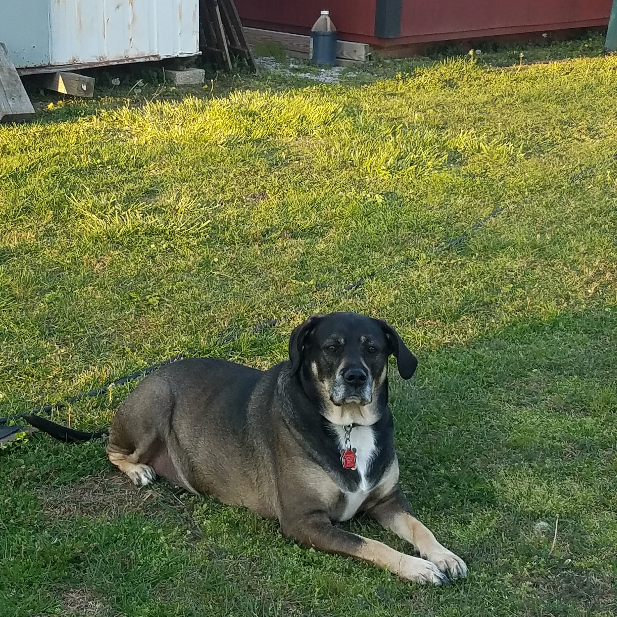 Mt Orab Veterinary Clinic: Hayes Mark DVM Mount Orab