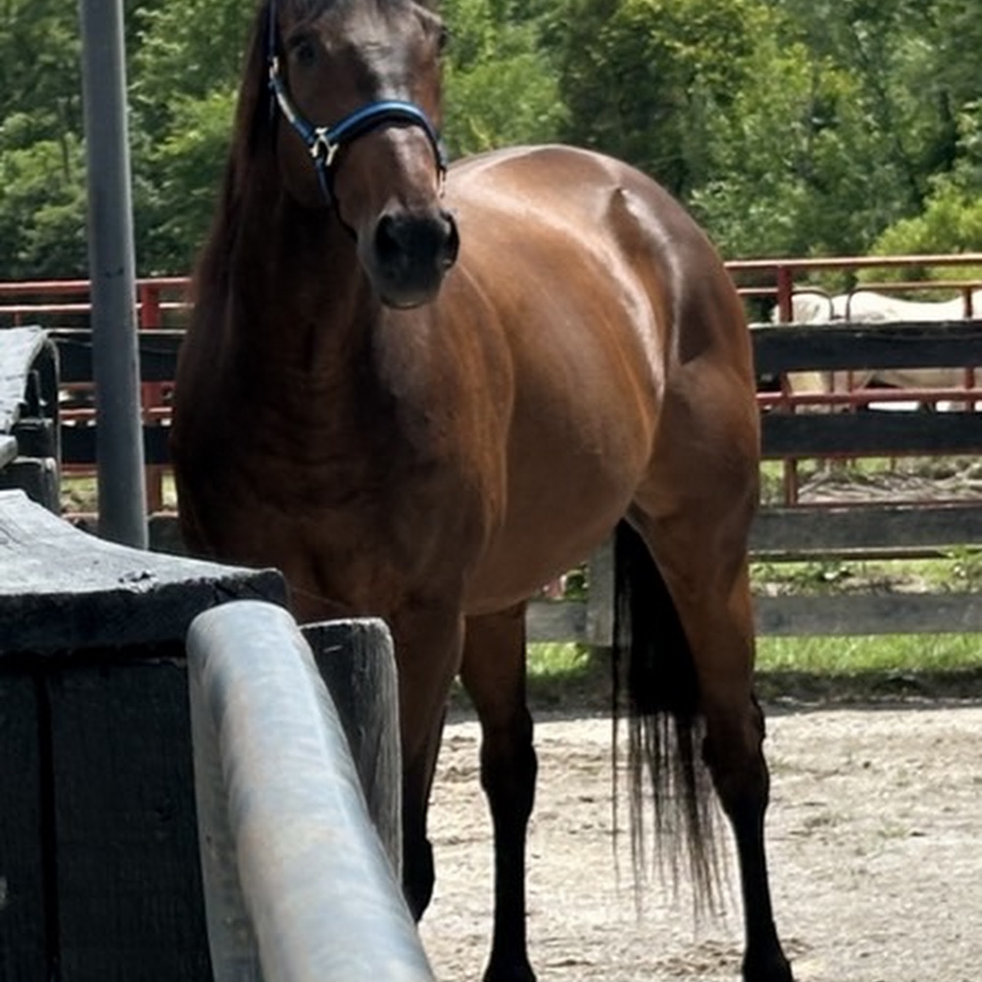 Burroughs Mark DVM Mount Orab